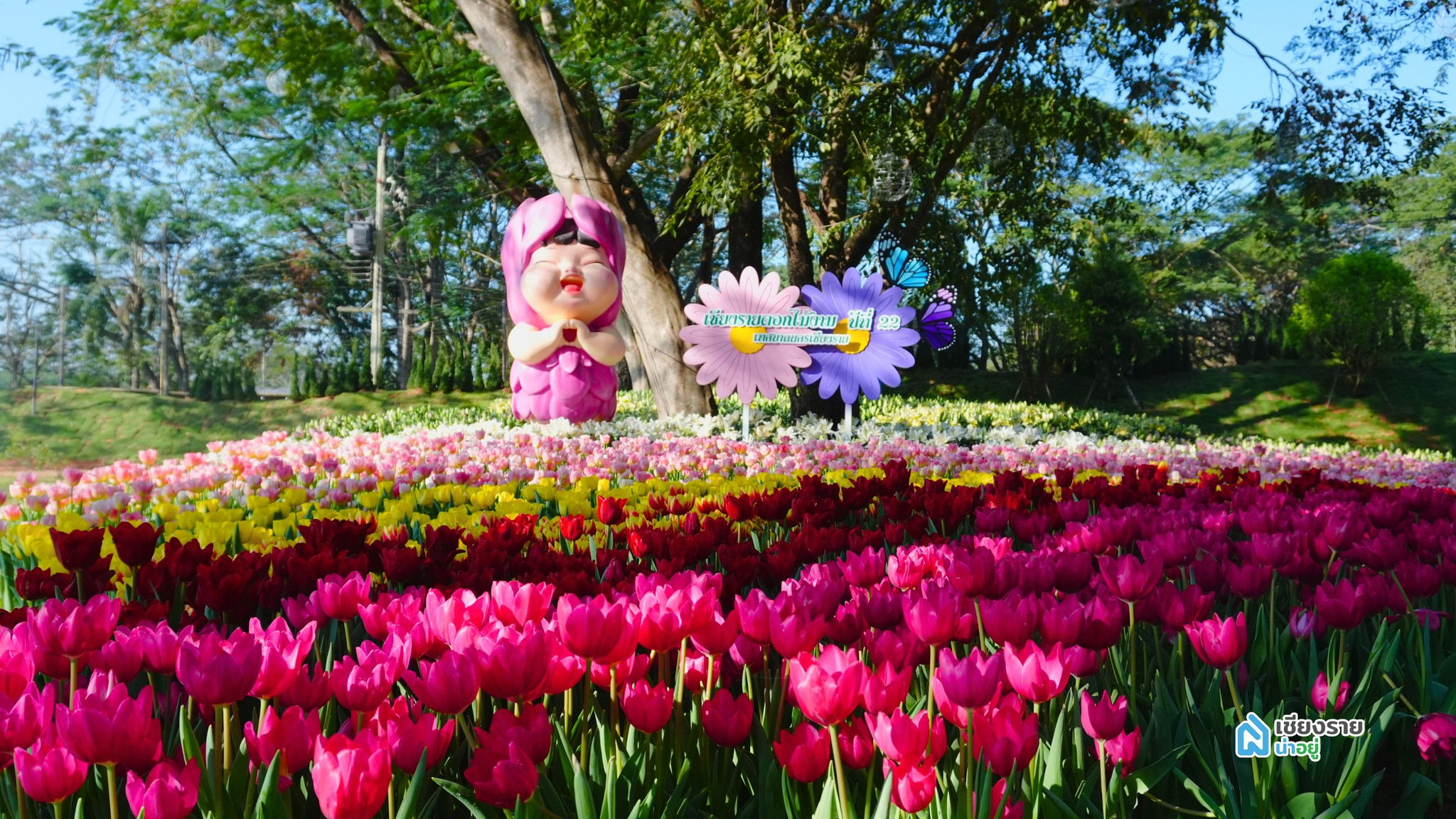 ร้อยเรียงดอกไม้เมืองหนาว