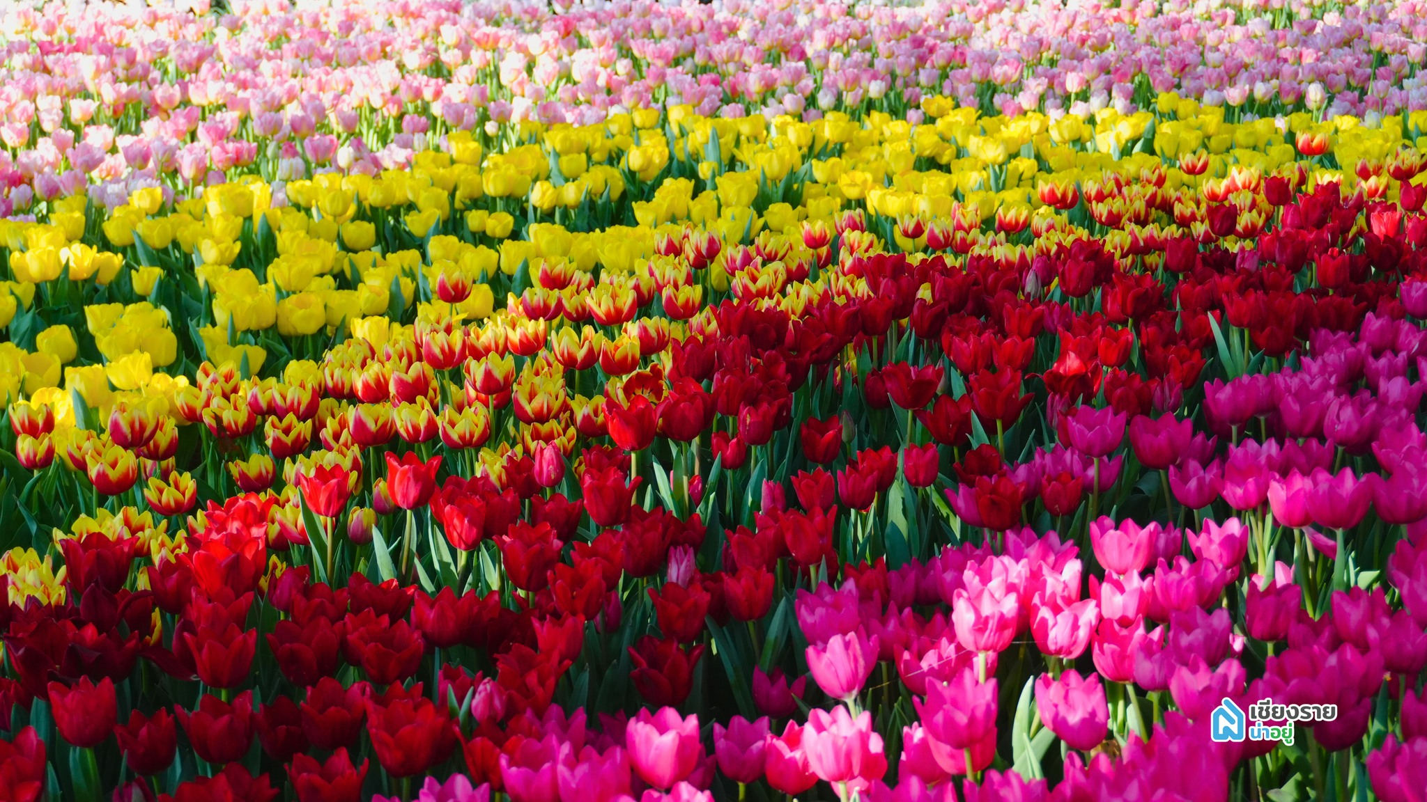 ดอกไม้เมืองหนาวนับล้านดอก