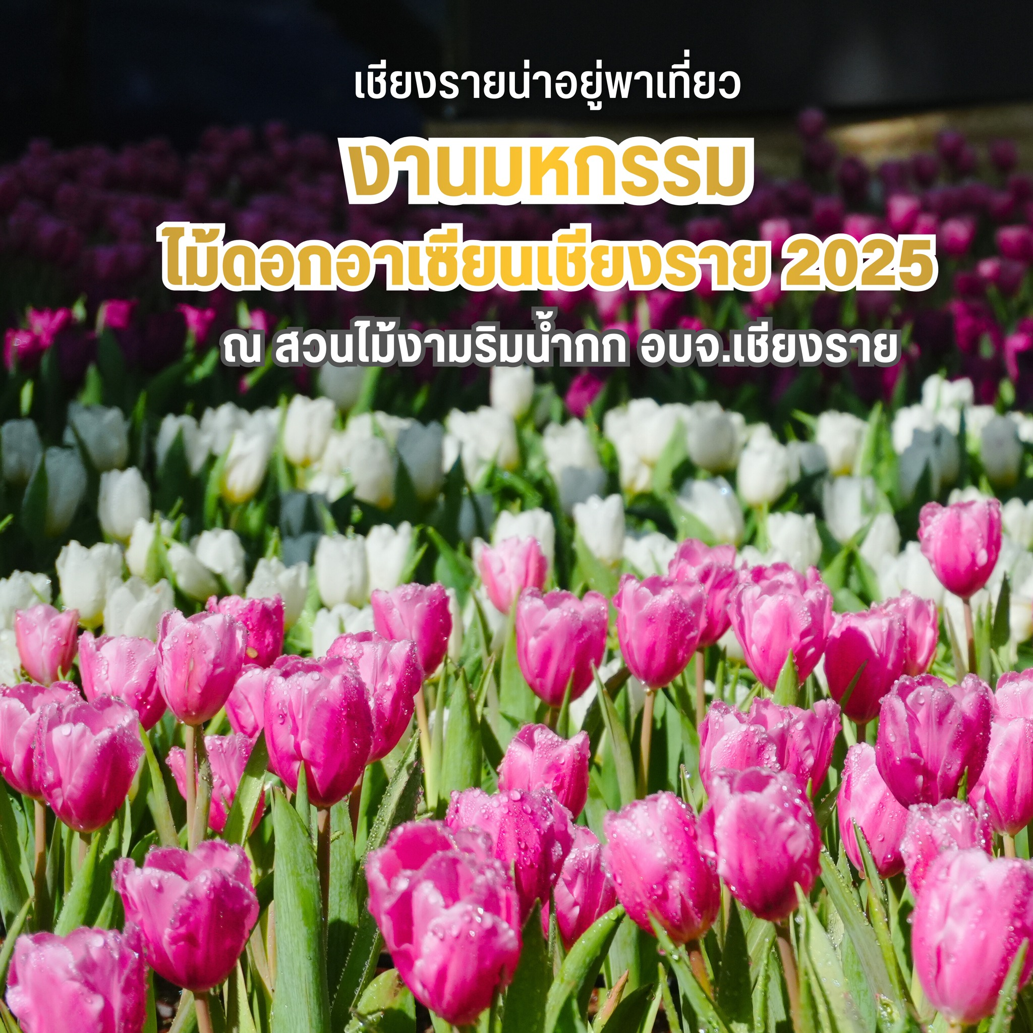 งานมหกรรมไม้ดอกอาเซียนเชียงราย 2025
