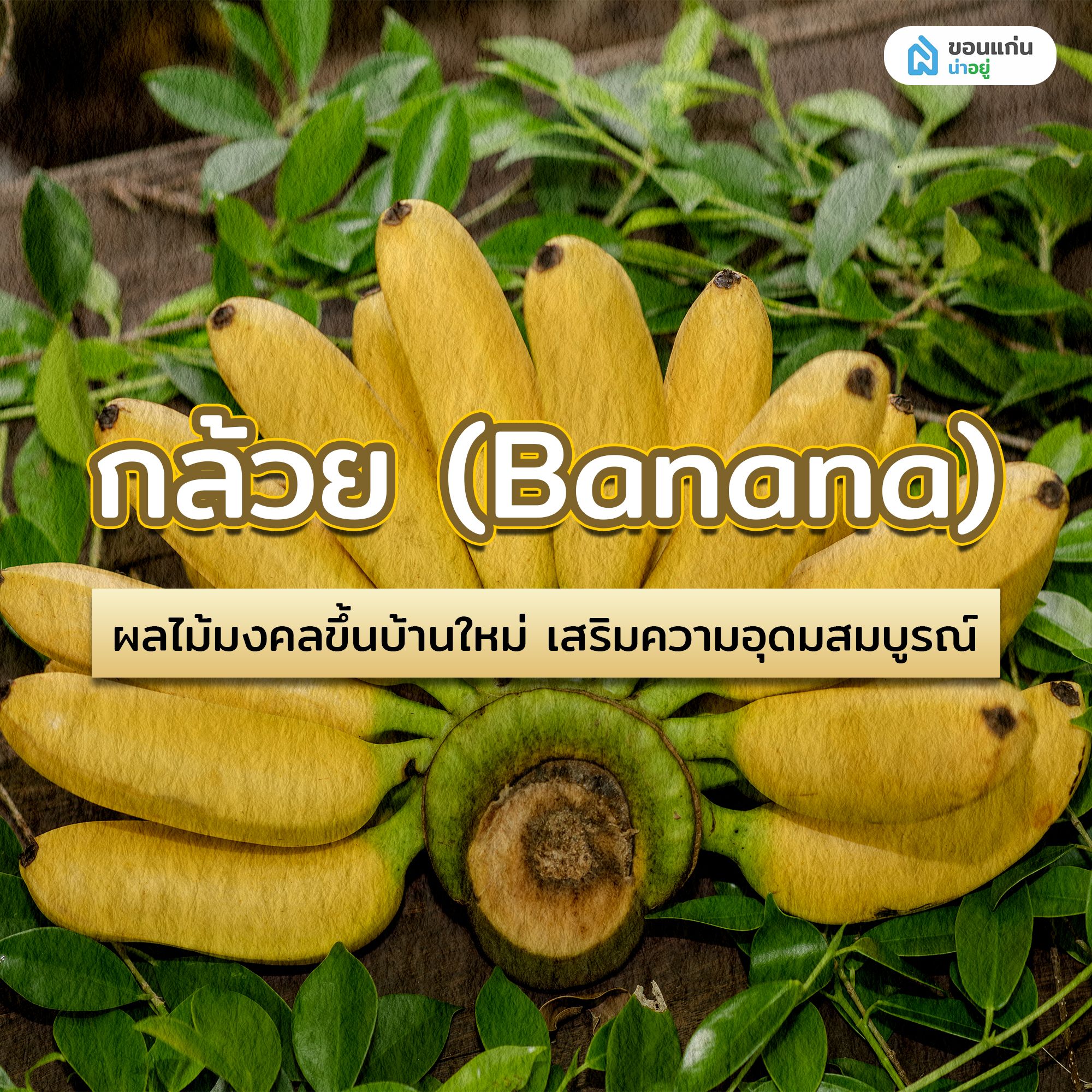 กล้วย (Banana) ผลไม้มงคลขึ้นบ้านใหม่ เสริมความอุดมสมบูรณ์