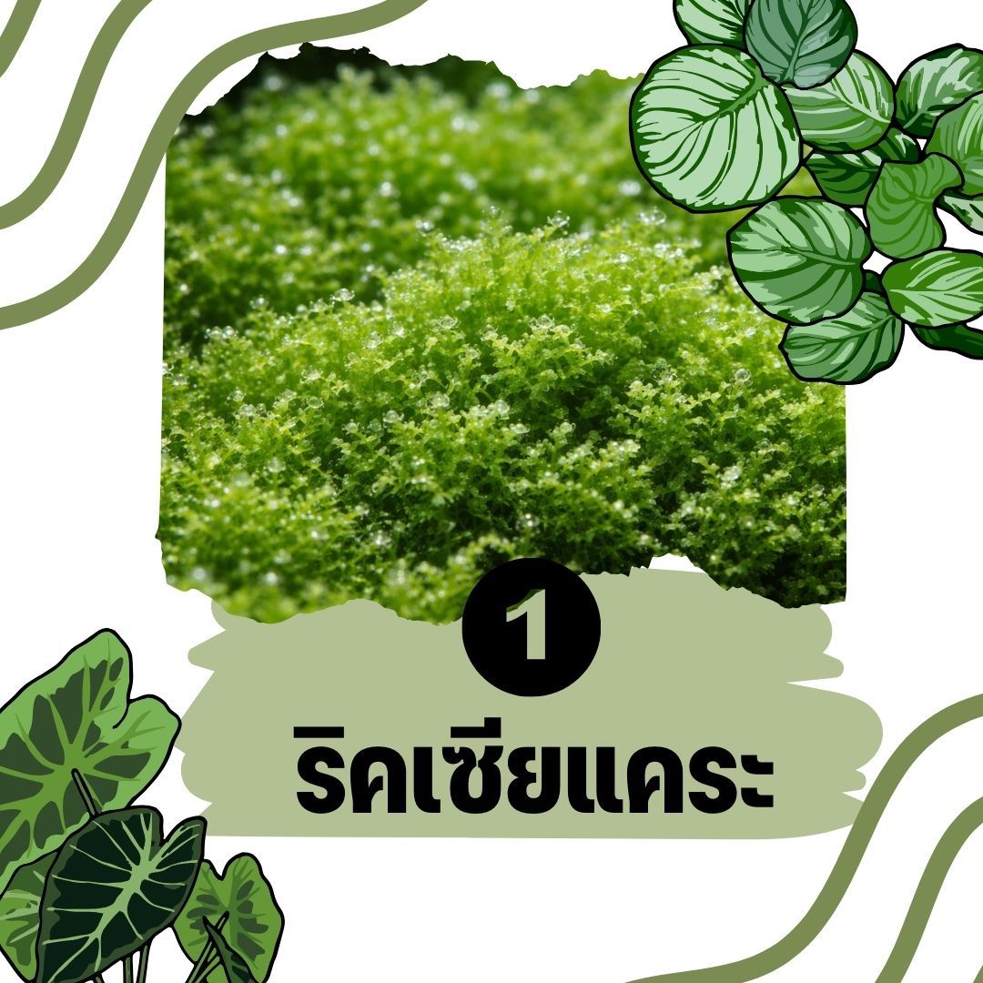 ต้นไม้น้ำ ริคเซียแคระ