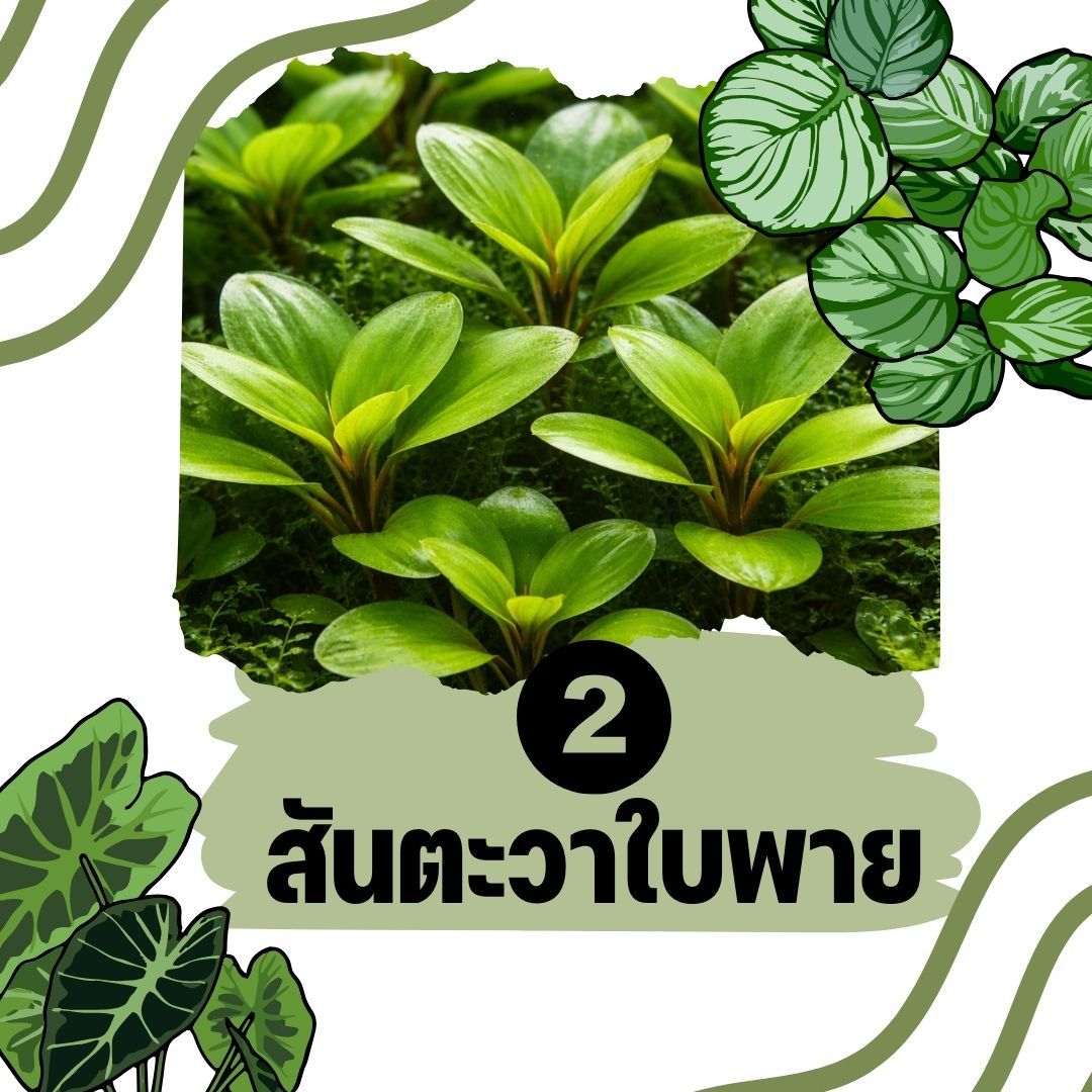 ต้นไม้น้ำ สันตะวาใบพาย