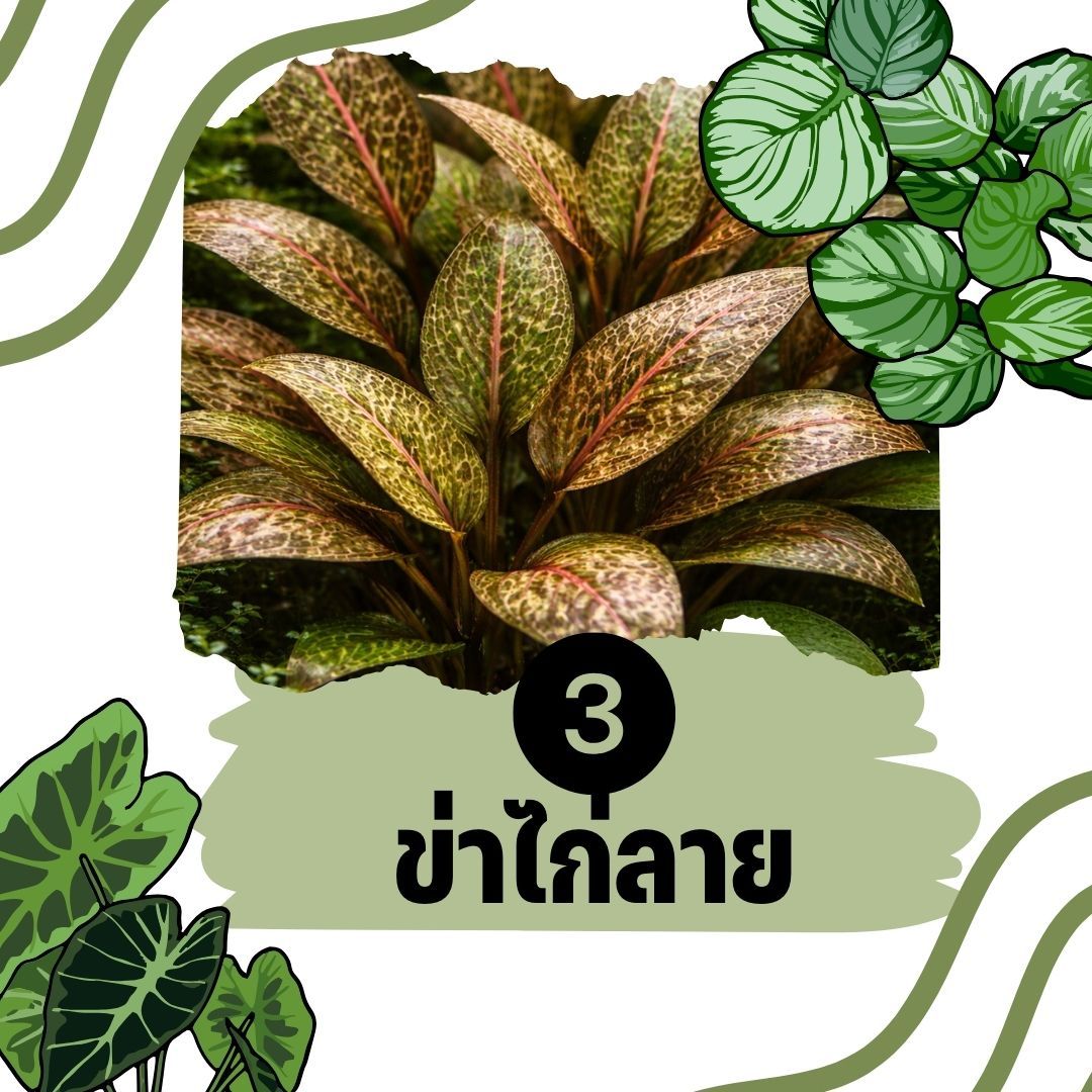 ต้นไม้น้ำ ข่าไก่ลาย