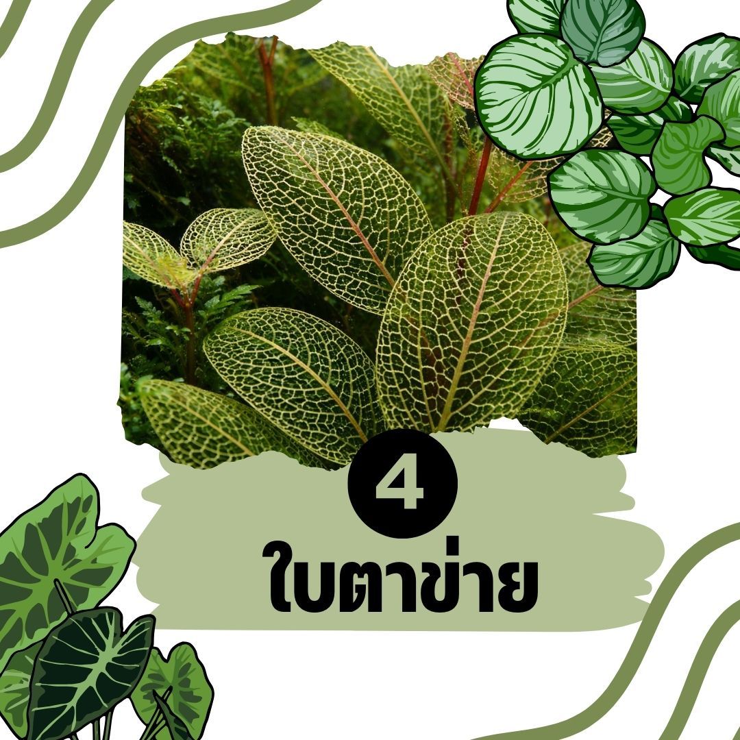 ต้นไม้น้ำ ใบตาข่าย