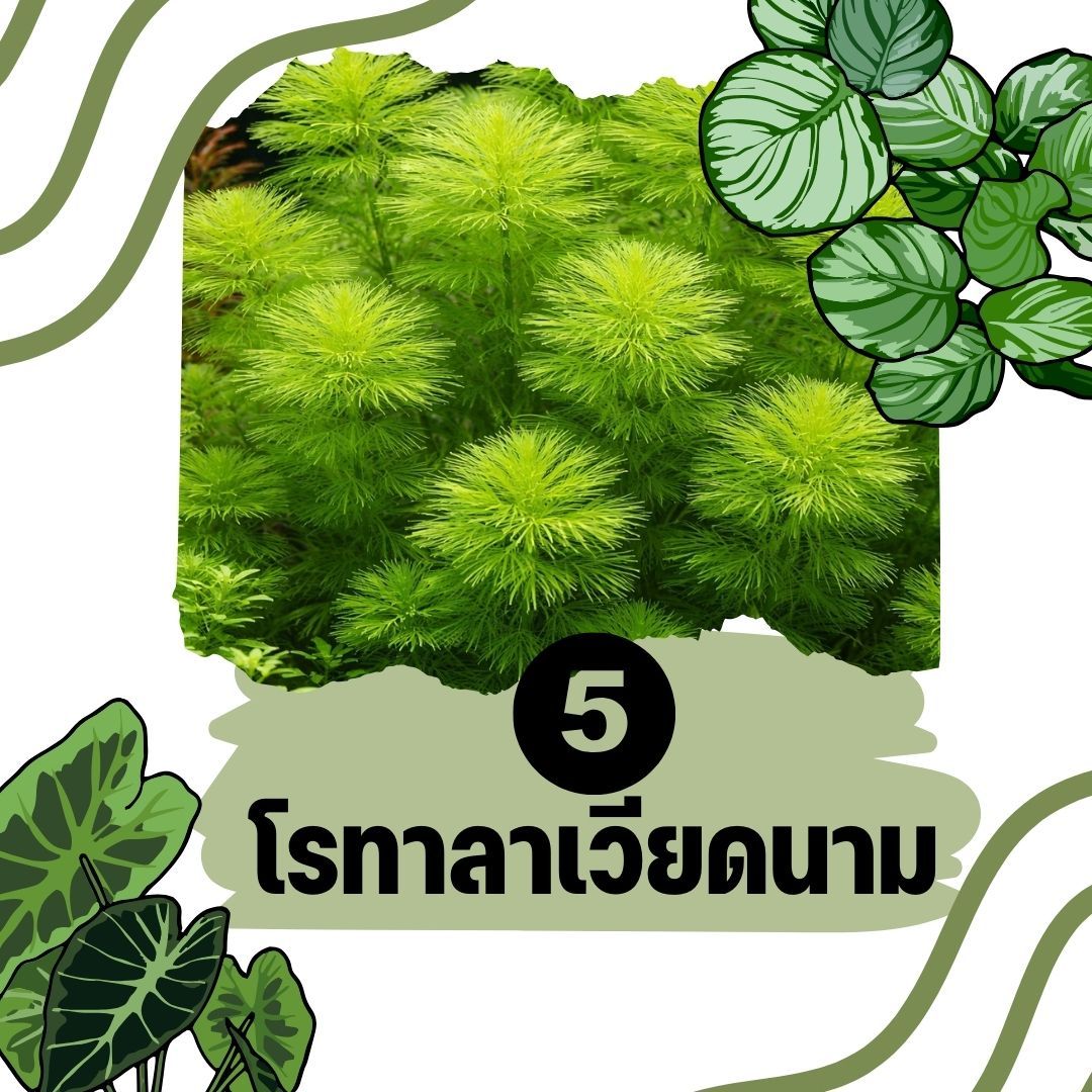 ต้นไม้น้ำ โรทาลาเวียดนาม