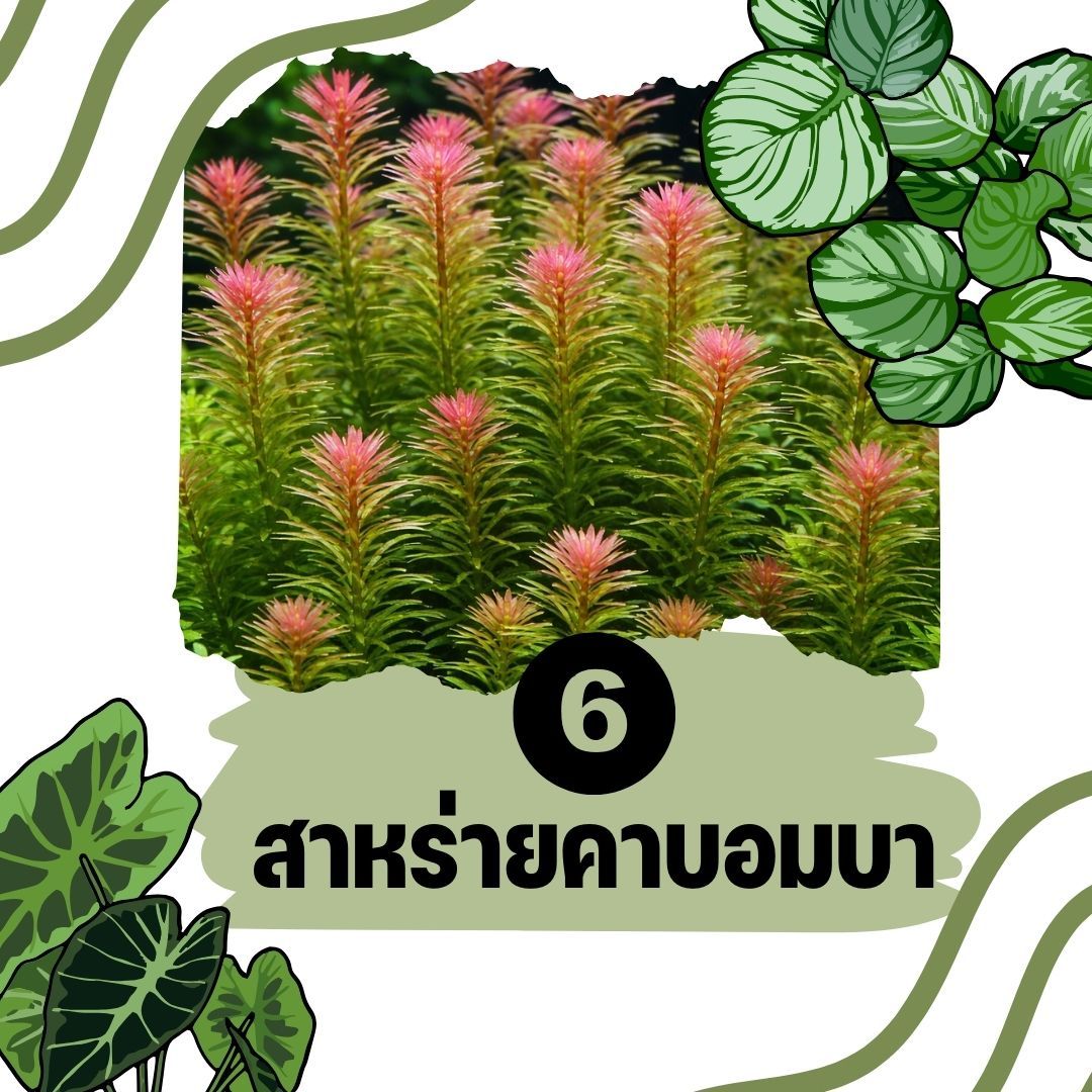 ต้นไม้น้ำ สาหร่ายคาบอมบา