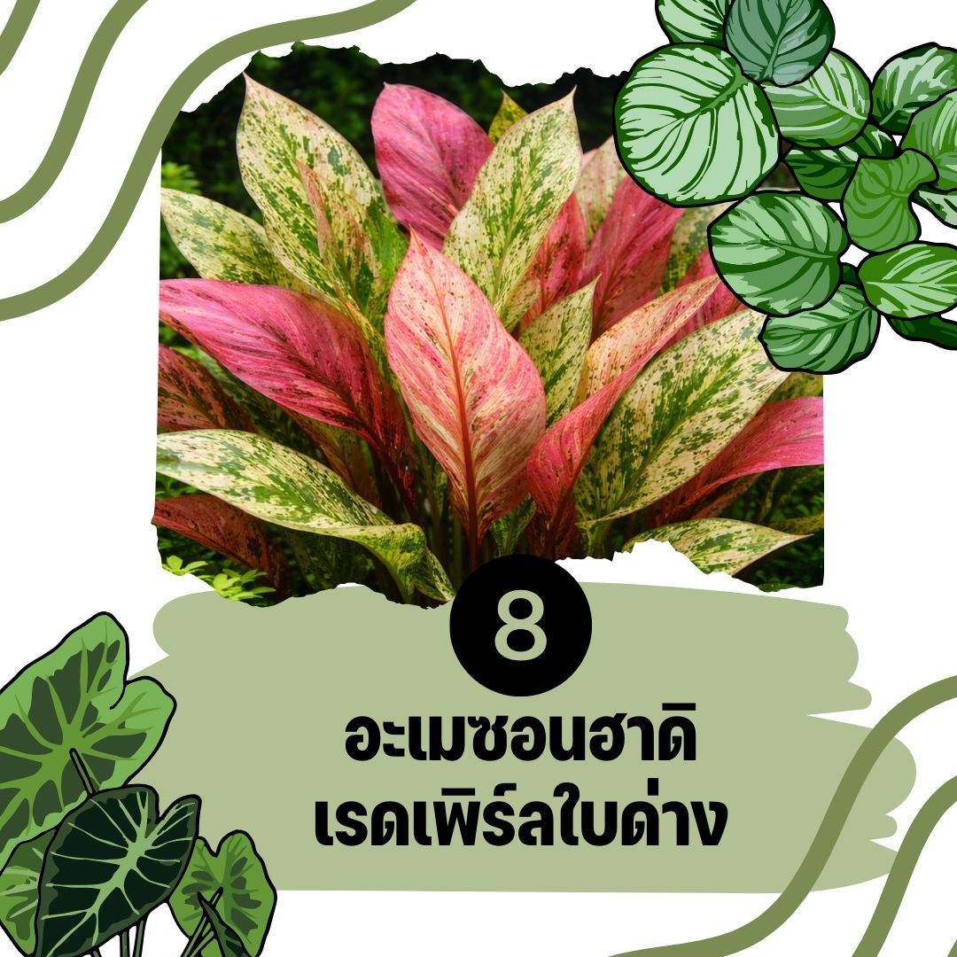 ต้นไม้น้ำ อะเมซอนฮาดิเรดเพิร์ลใบด่าง