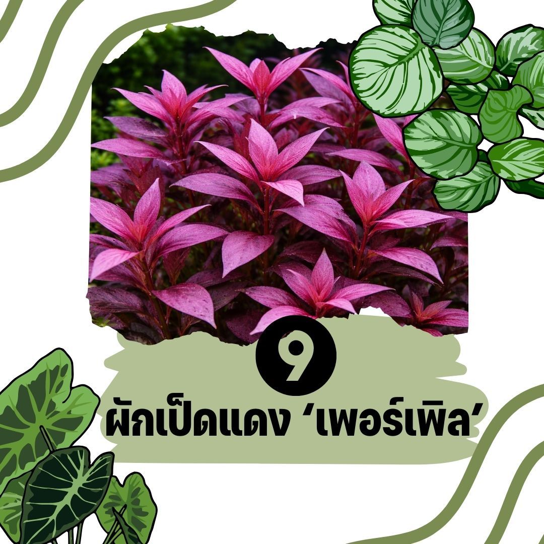 ต้นไม้น้ำ ผักเป็ดแดง ‘เพอร์เพิล’