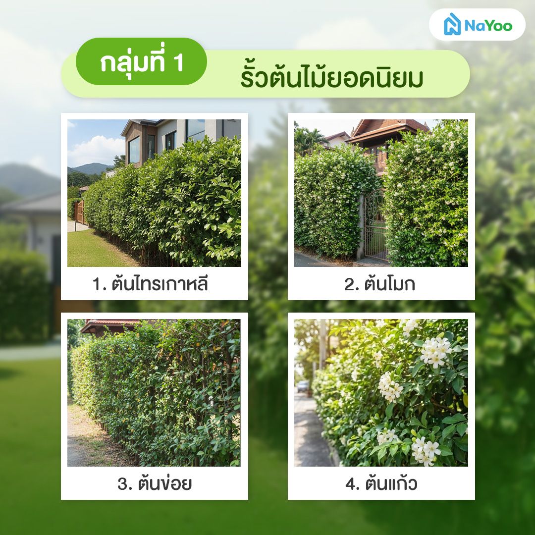 รั้วต้นไม้พุ่มหนา