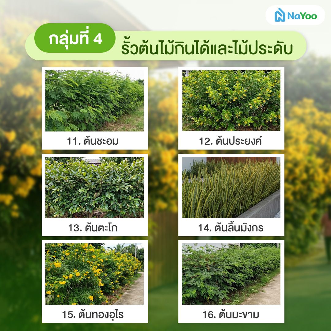 ไอเดียรั้วต้นไม้กินได้และไม้ประดับหน้าบ้าน