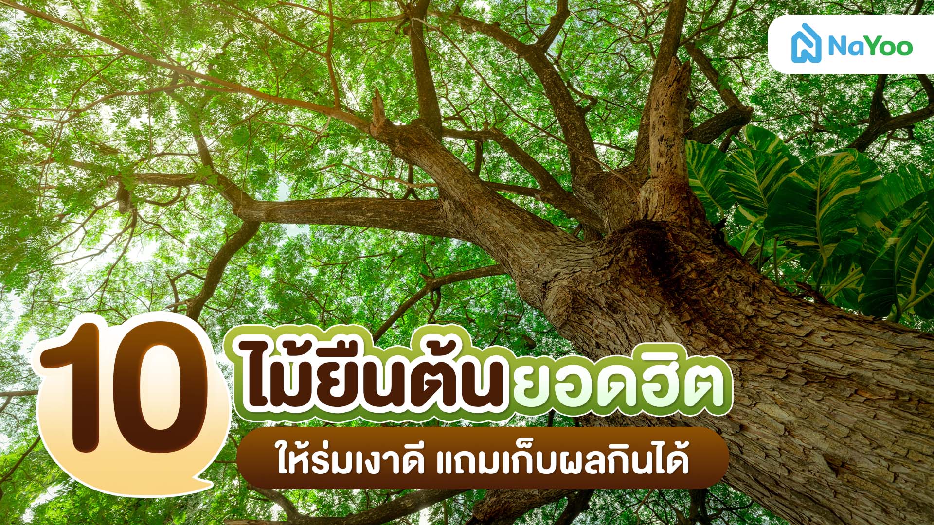 10 ไม้ยืนต้นยอดฮิต ให้ร่มเงาดี แถมมีผลผลิตกินได้!