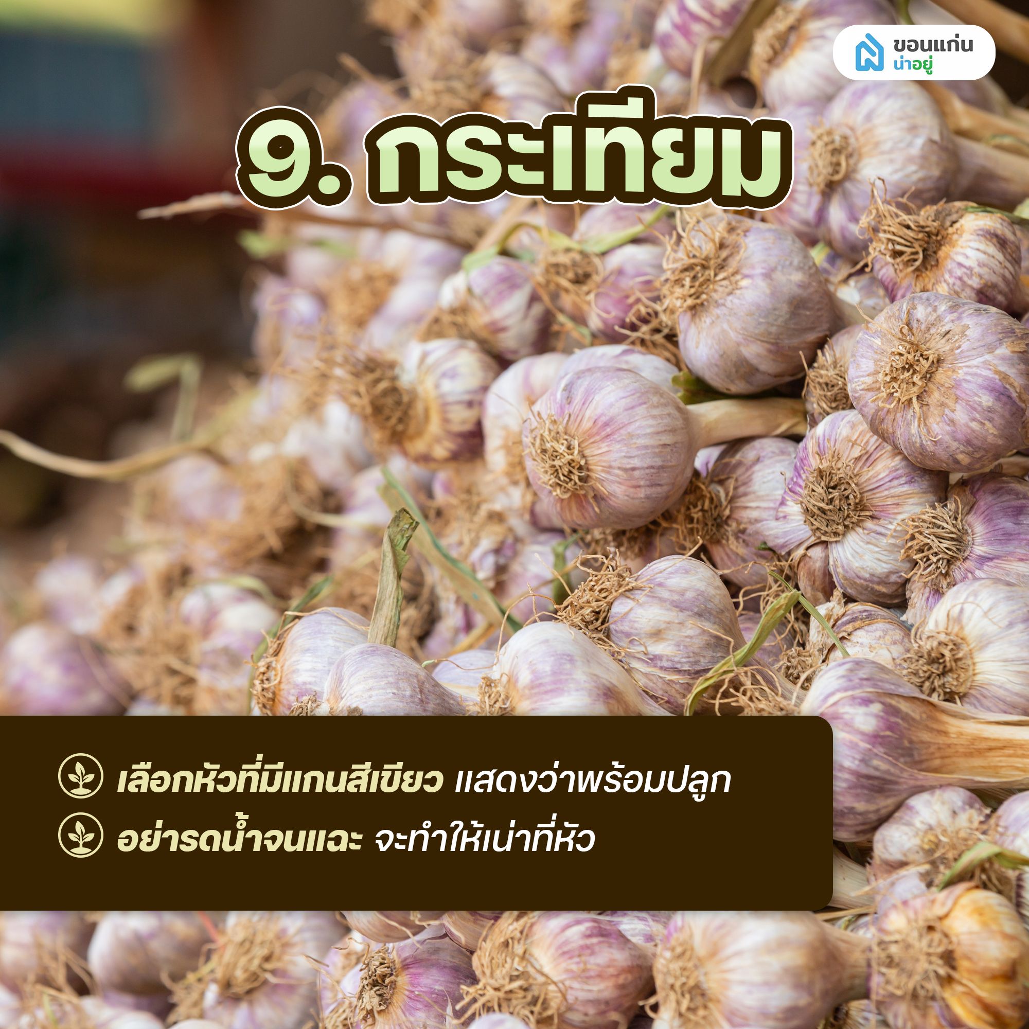 ผักสวนครัวสำหรับปลูกในกระถาง กระเทียม