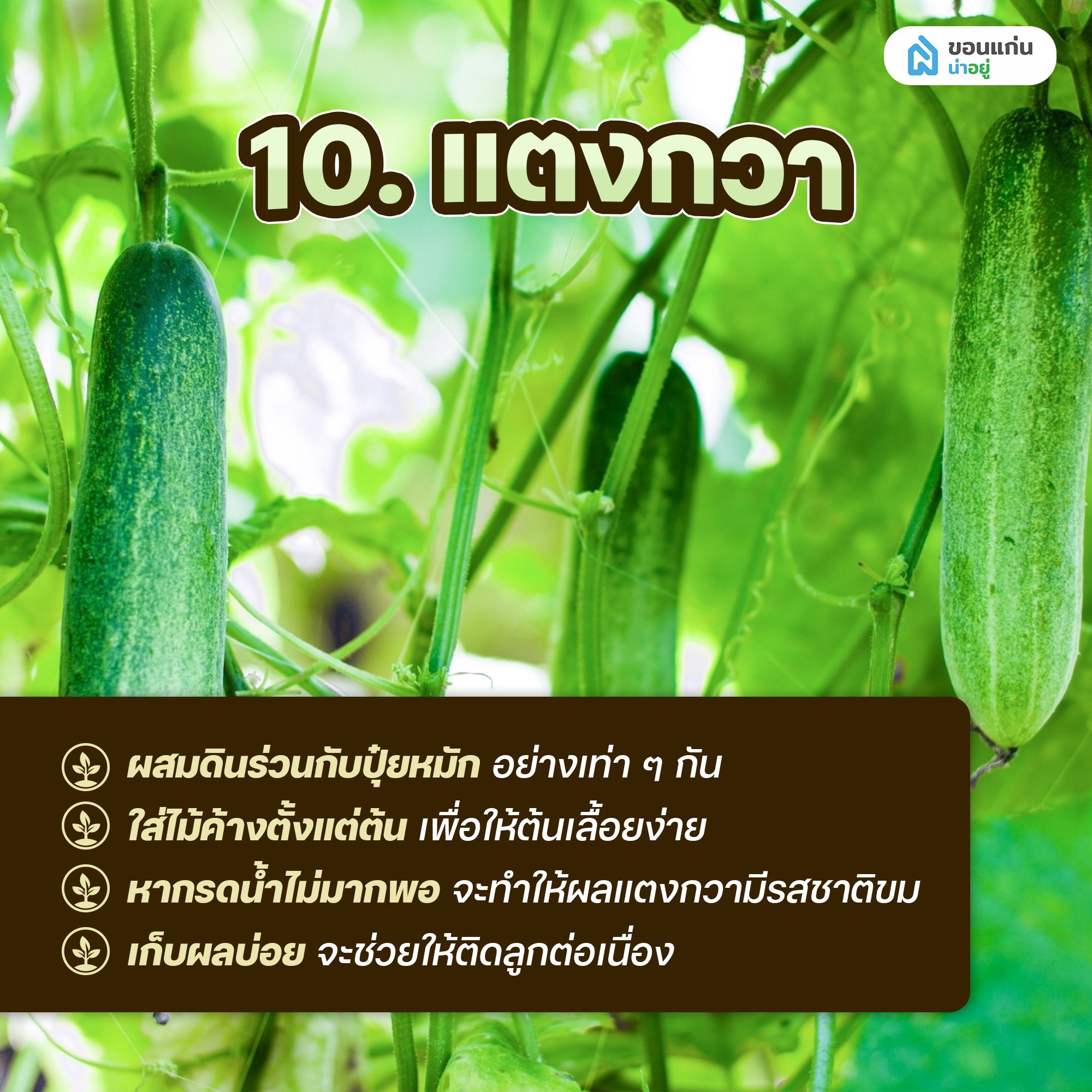 ผักสวนครัวสำหรับปลูกในกระถาง แตงกวา