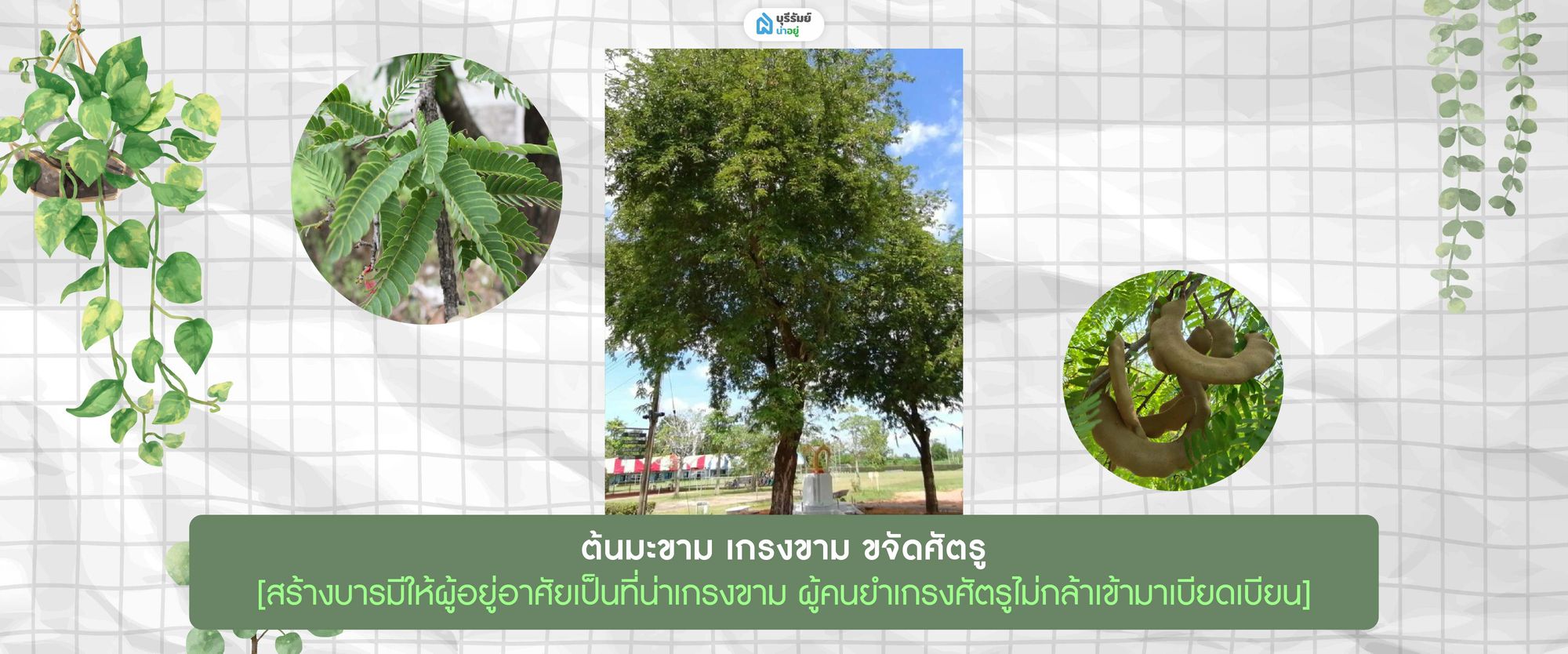 ต้นมะขาม