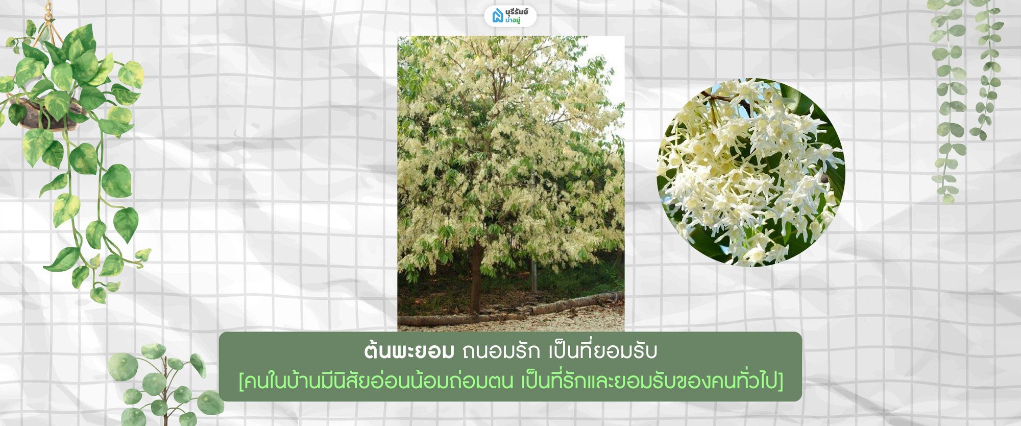 ต้นพะยอม