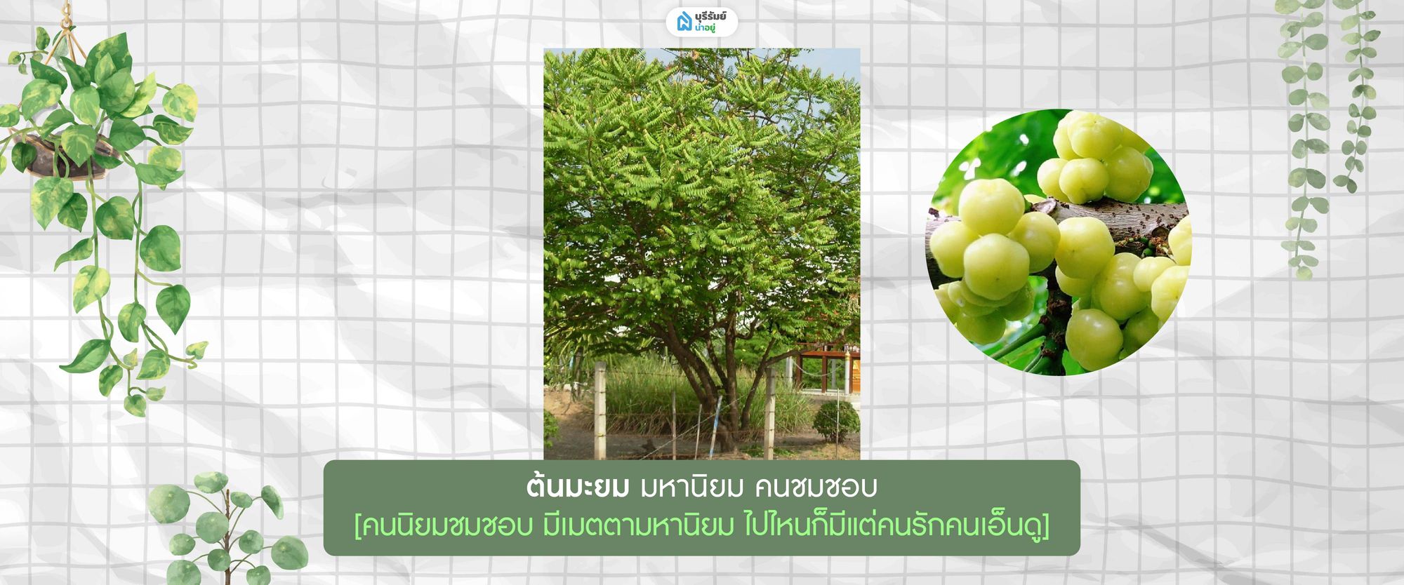 ต้นมะยม