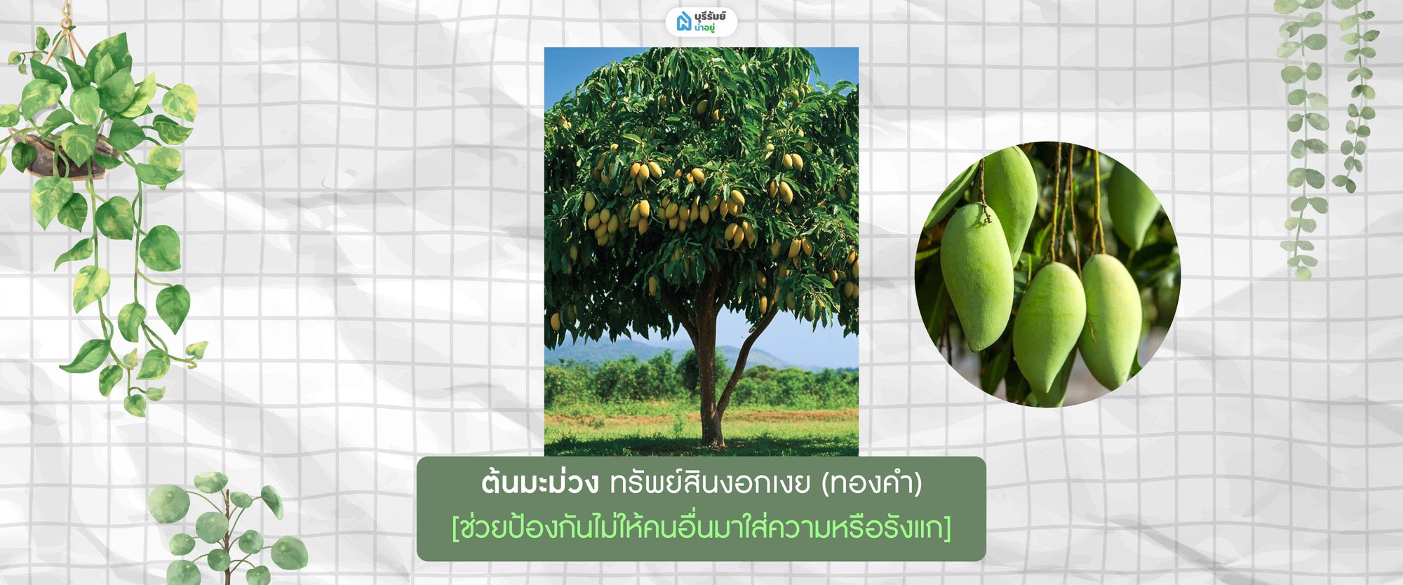 ต้นมะม่วง