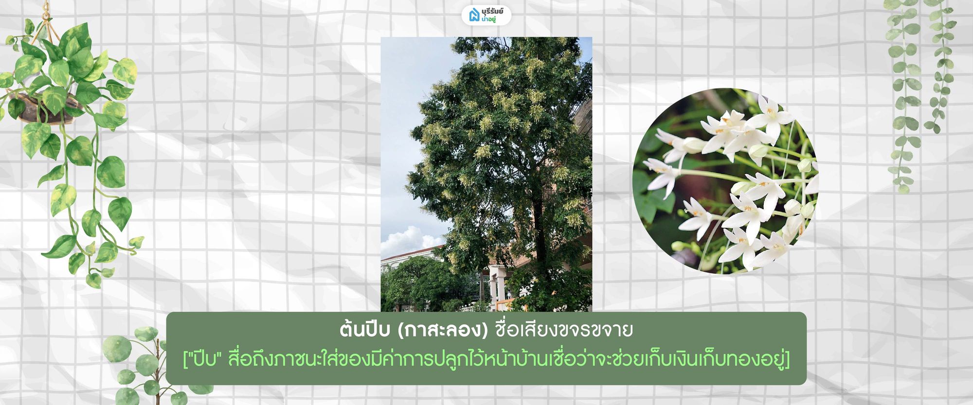 ต้นปีบ (กาสะลอง)