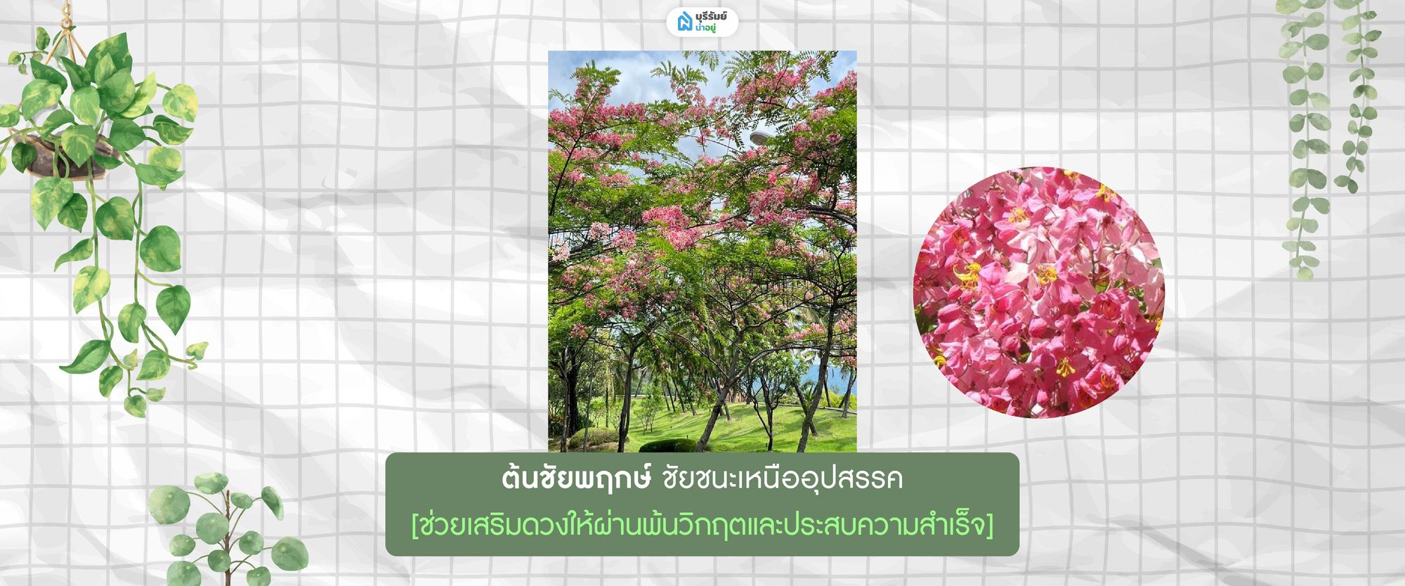 ต้นชัยพฤกษ์