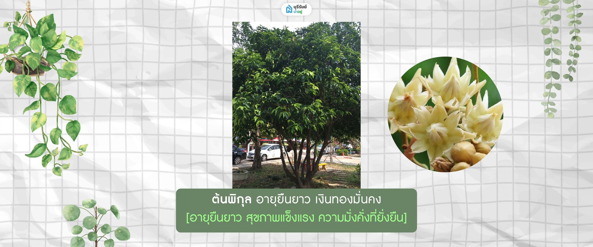 ต้นพิกุล