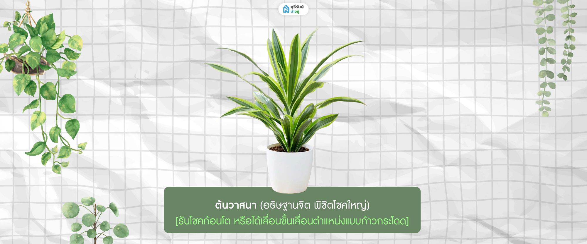 ต้นวาสนา