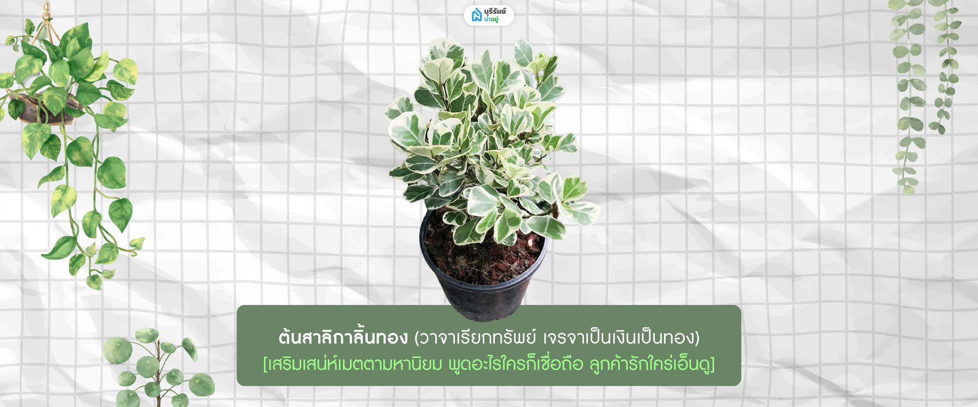 ต้นสาลิกาลิ้นทอง