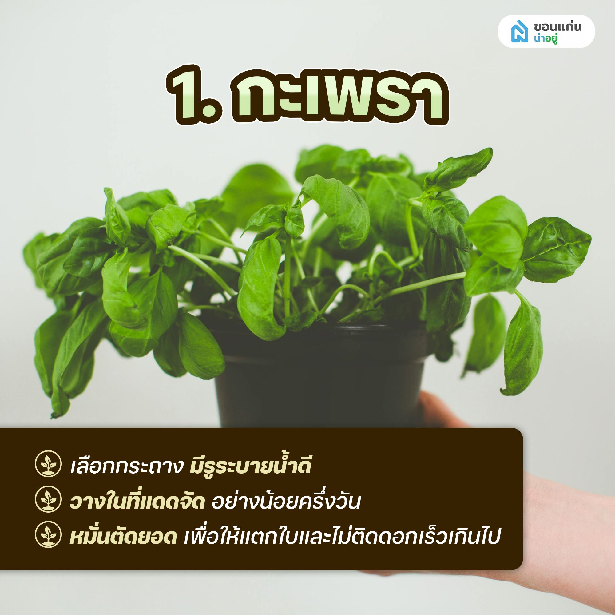 ผักสวนครัวสำหรับปลูกในกระถาง กะเพรา