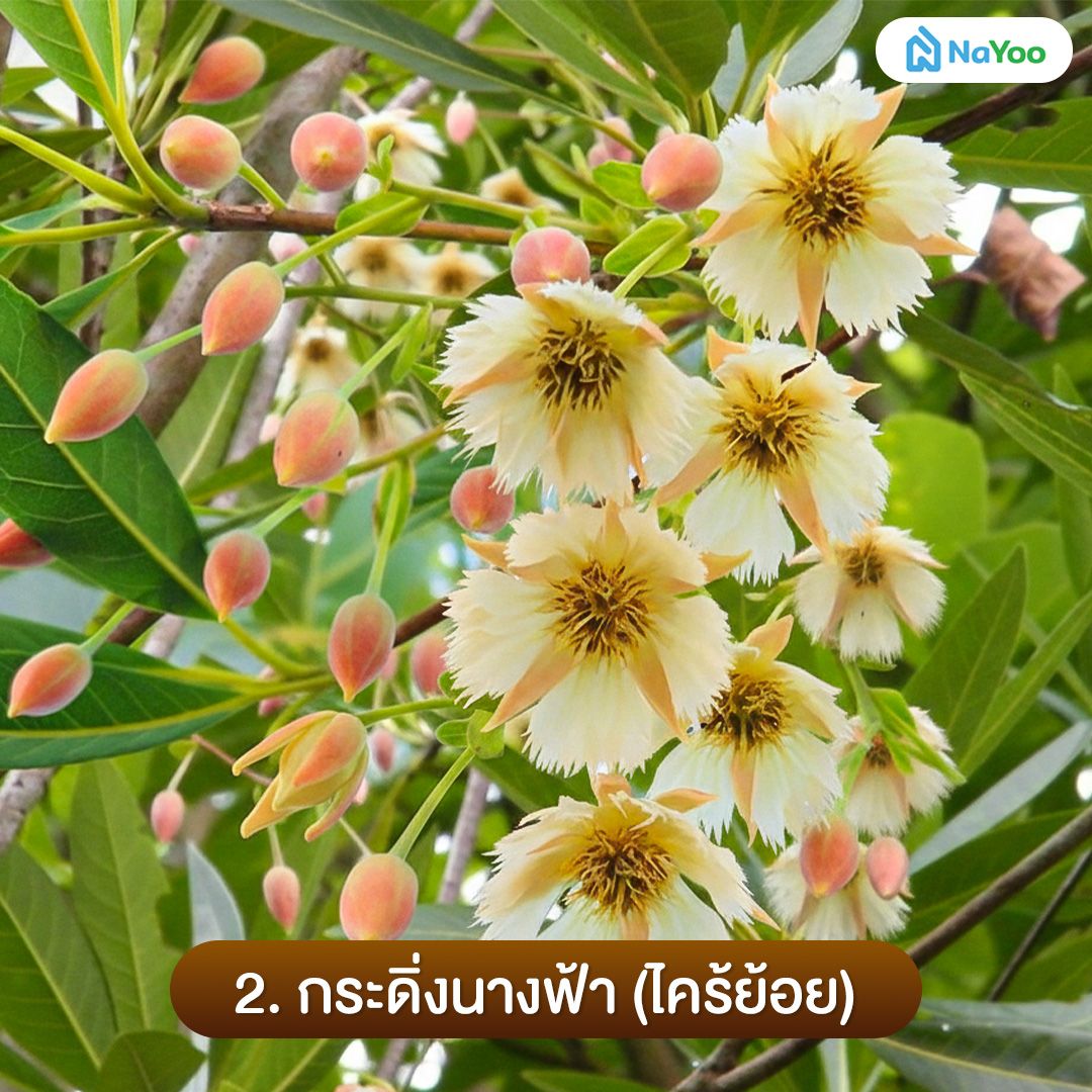 ต้นกระดิ่งนางฟ้า ไม้ยืนต้น