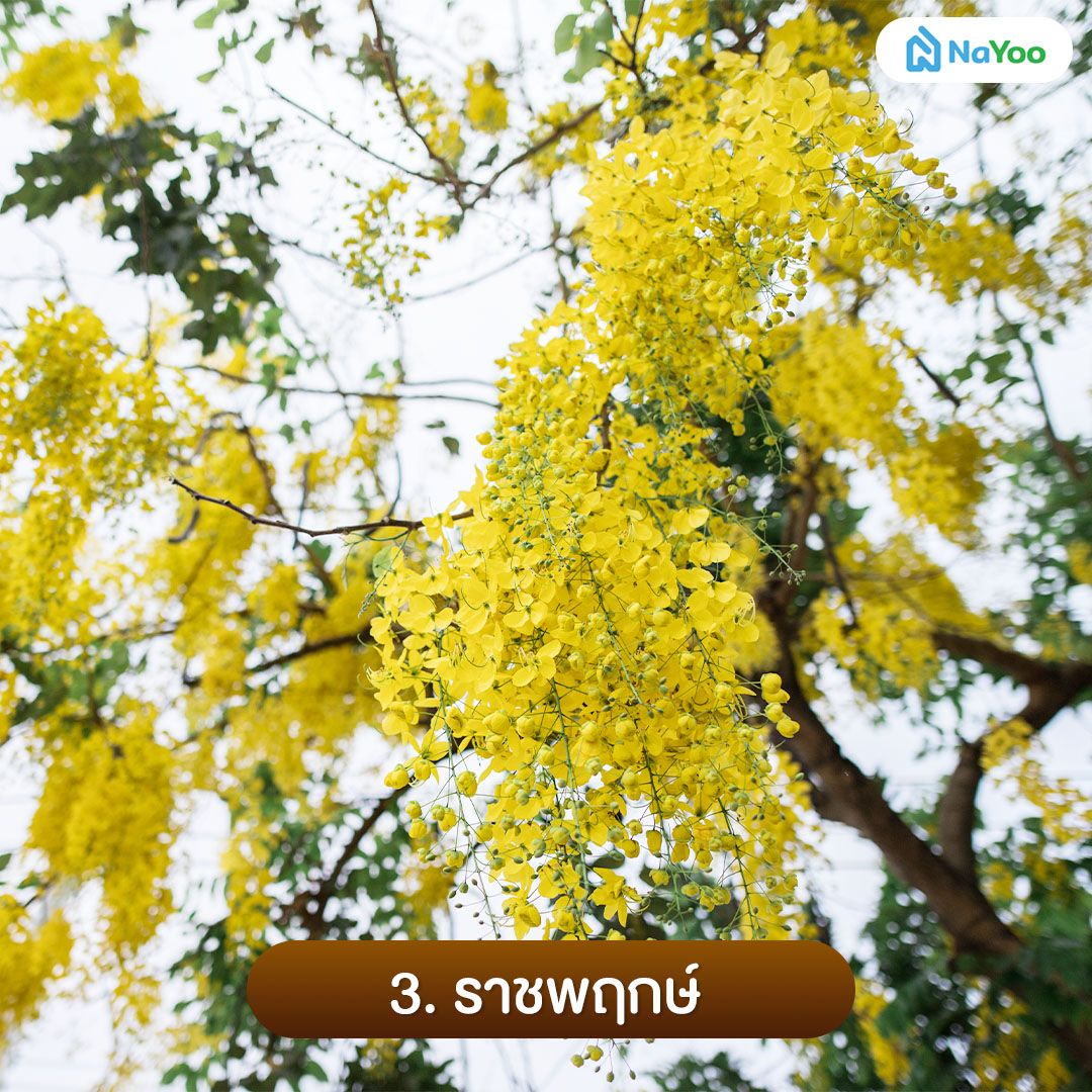 ต้นราชพฤกษ์