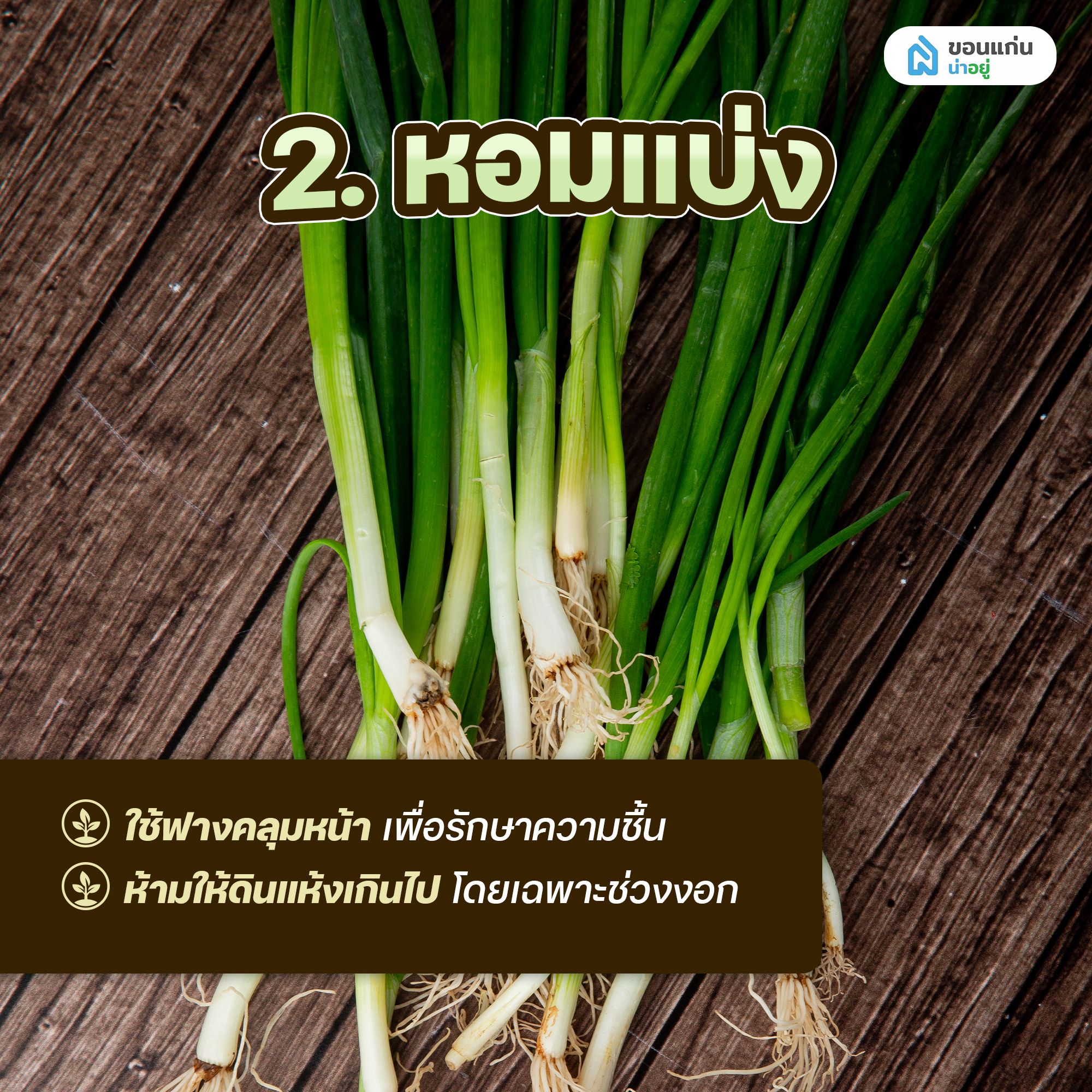 ผักสวนครัวสำหรับปลูกในกระถาง หอมแบ่ง