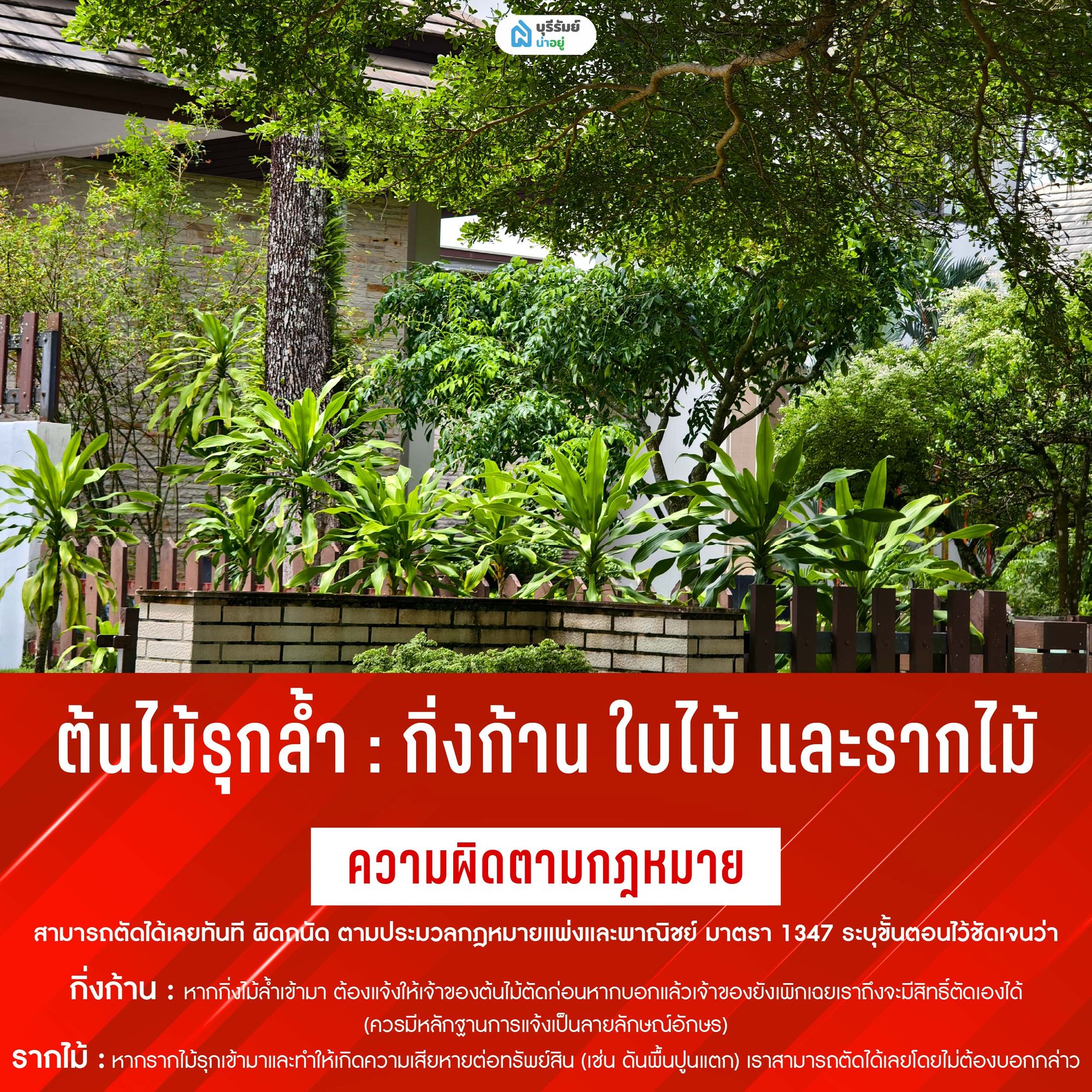 ต้นไม้รุกล้ำ: กิ่งก้าน ใบไม้ และรากไม้เจ้าปัญหา