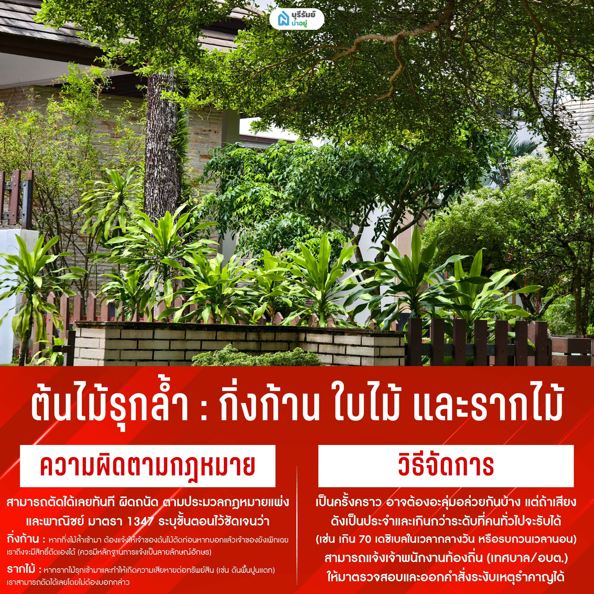 ต้นไม้รุกล้ำ: กิ่งก้าน ใบไม้ และรากไม้เจ้าปัญหา