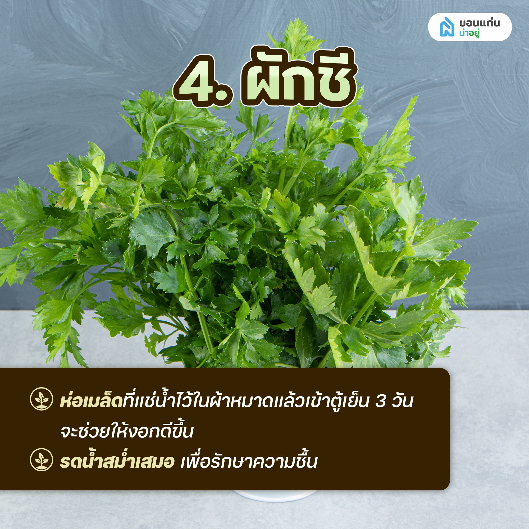 ผักสวนครัวสำหรับปลูกในกระถาง ผักชี