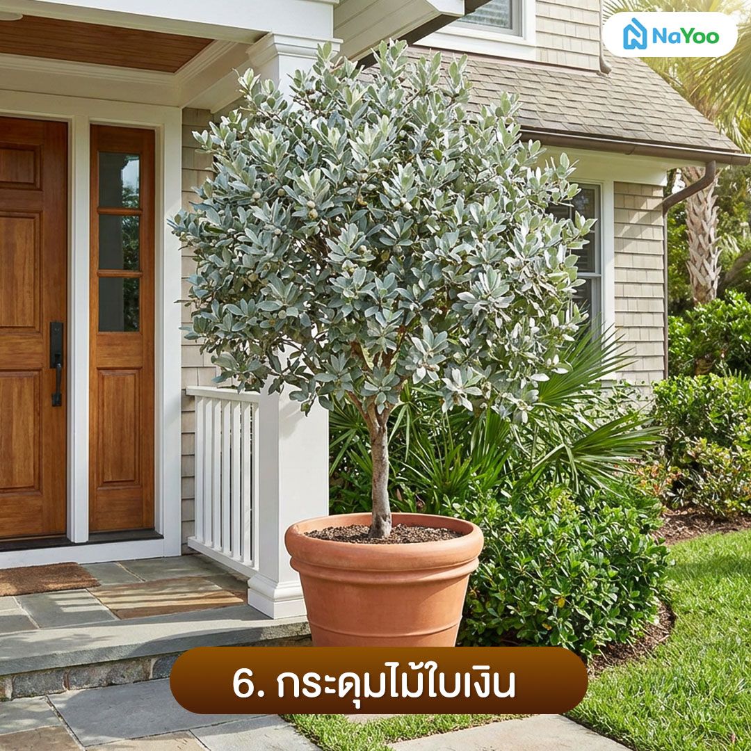 ต้นกระดุมใบไม้เงิน