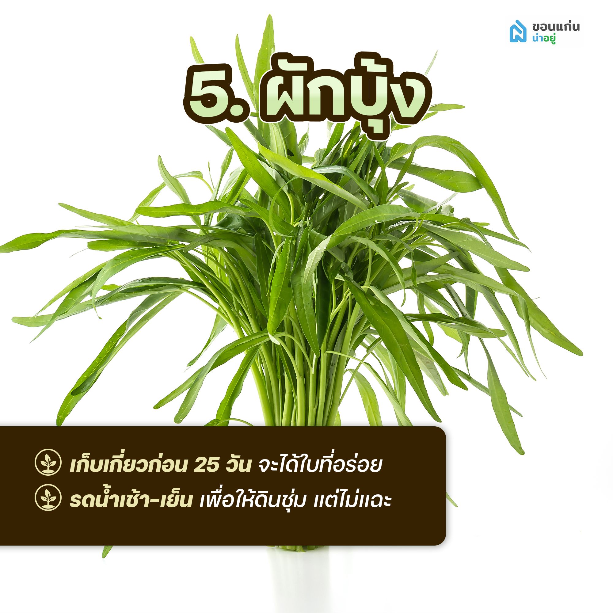 ผักสวนครัวสำหรับปลูกในกระถาง ผักบุ้ง