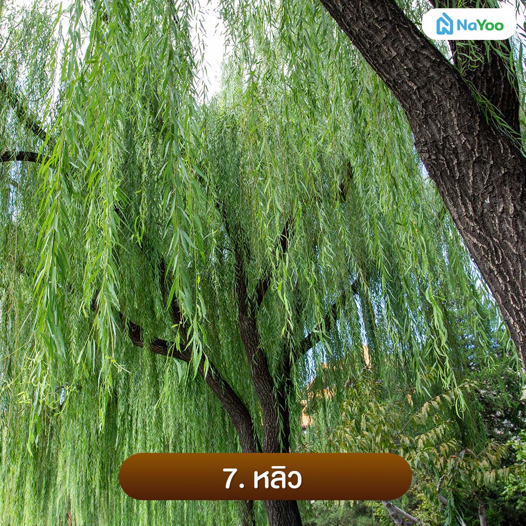 ไม้ยืนต้น ให้ร่มเงา