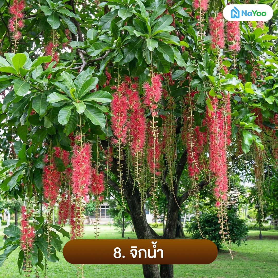 ต้นจิกน้ำ