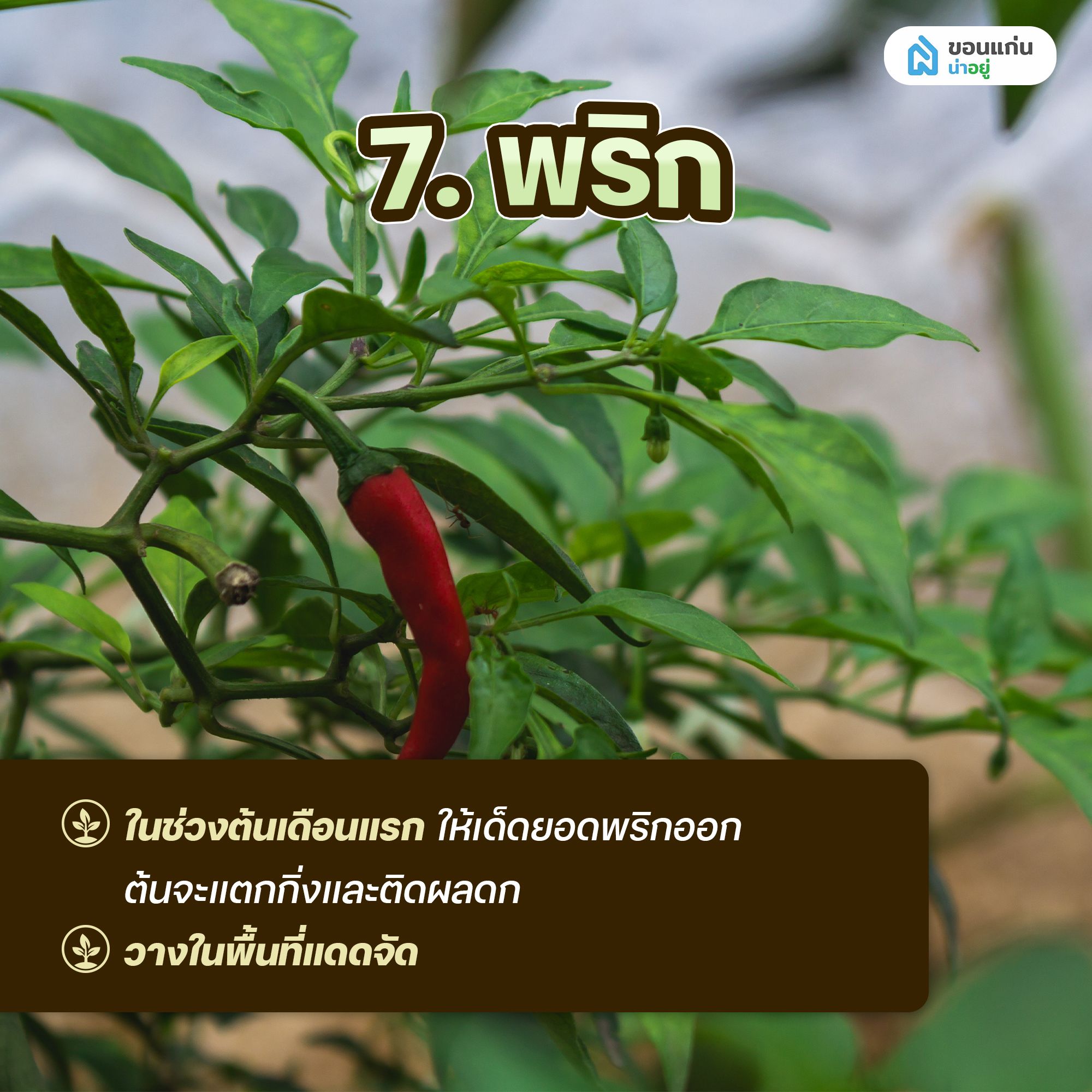 ผักสวนครัวสำหรับปลูกในกระถาง พริก