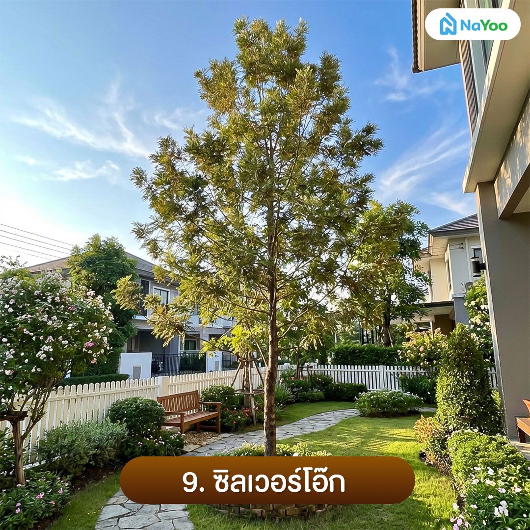 ต้นซิลเวอร์โอ๊ก