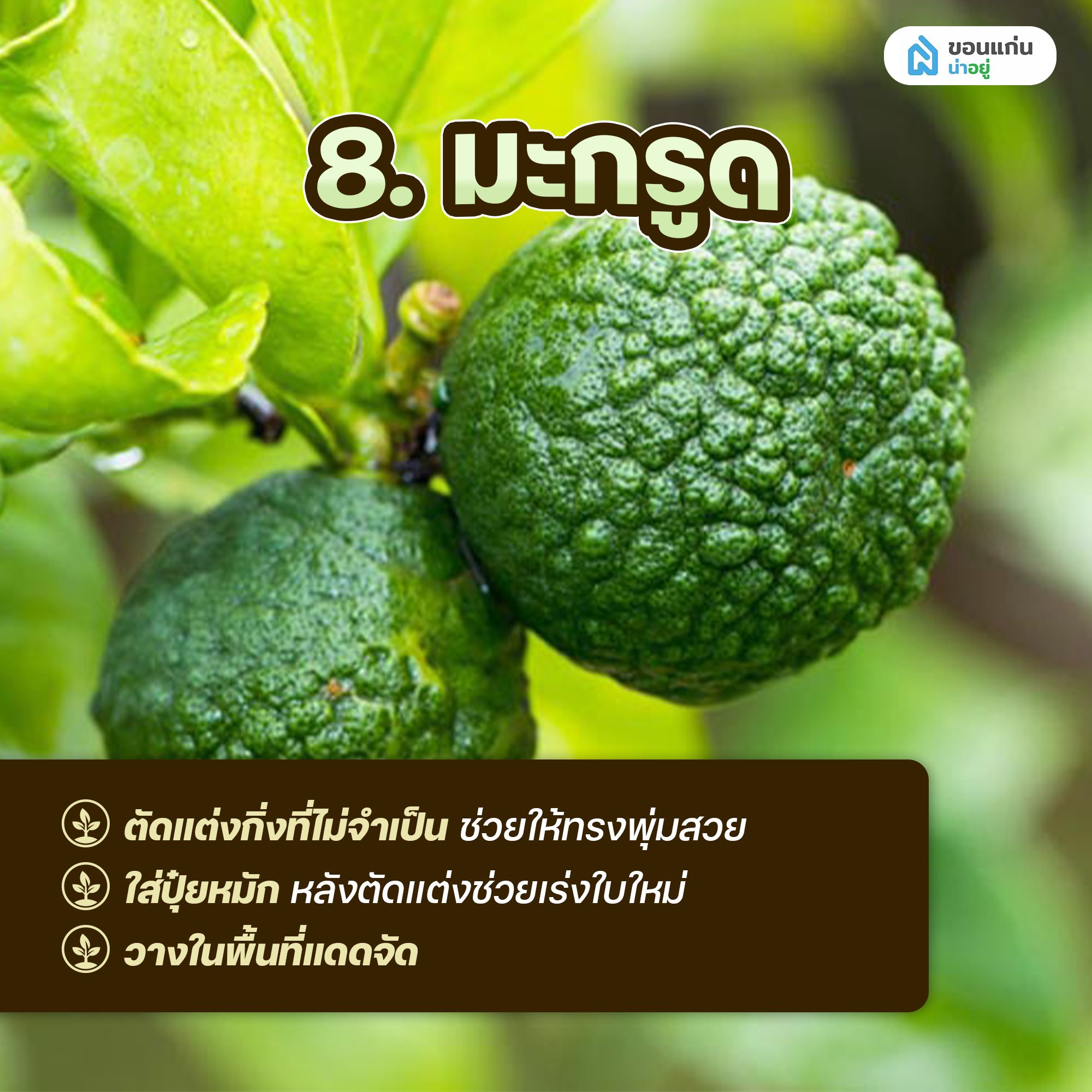 ผักสวนครัวสำหรับปลูกในกระถาง มะกรูด