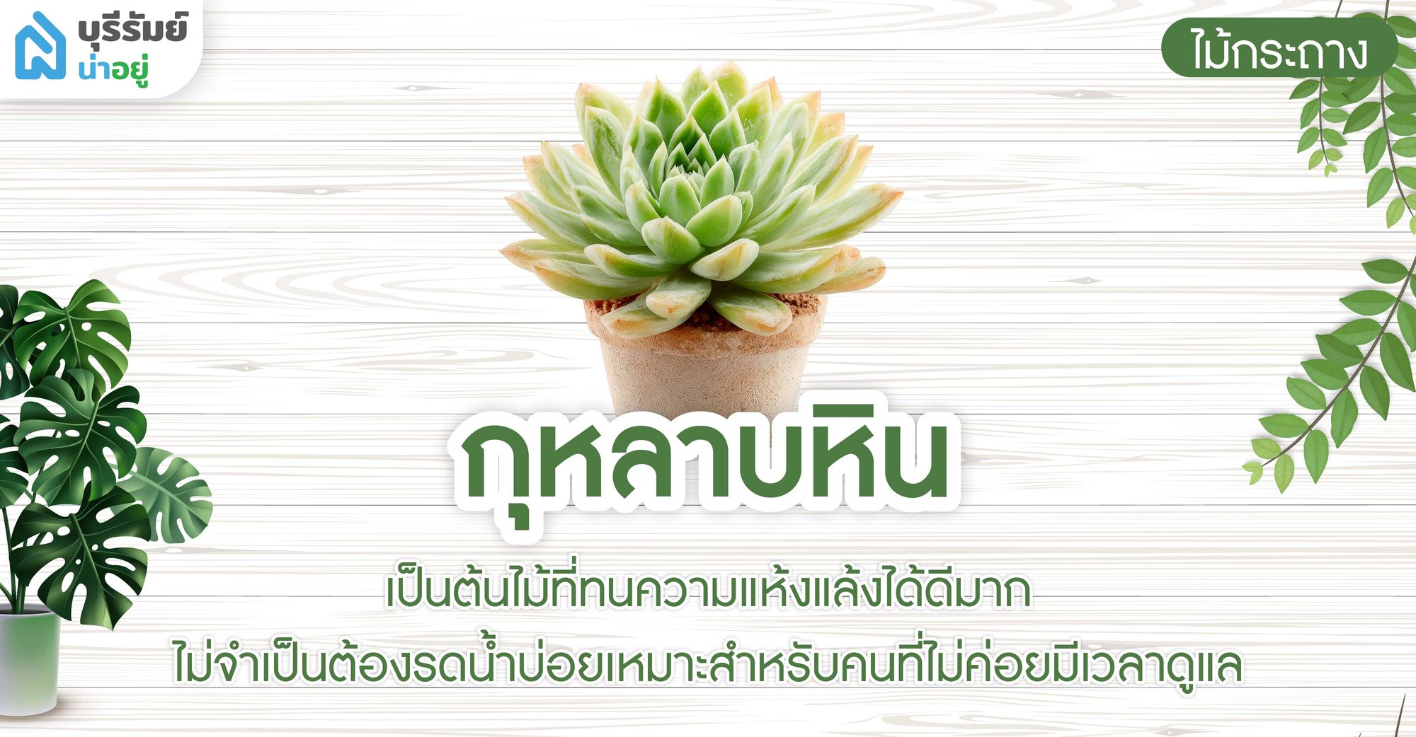 กุหลาบหิน