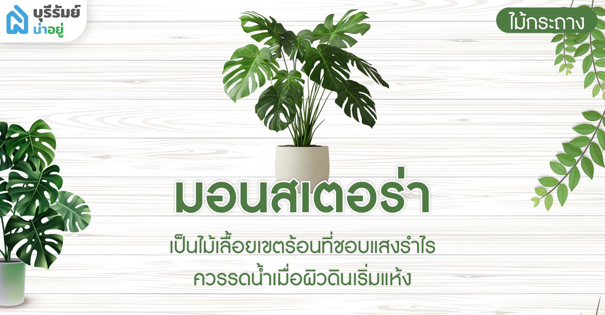 มอนสเตอร่า