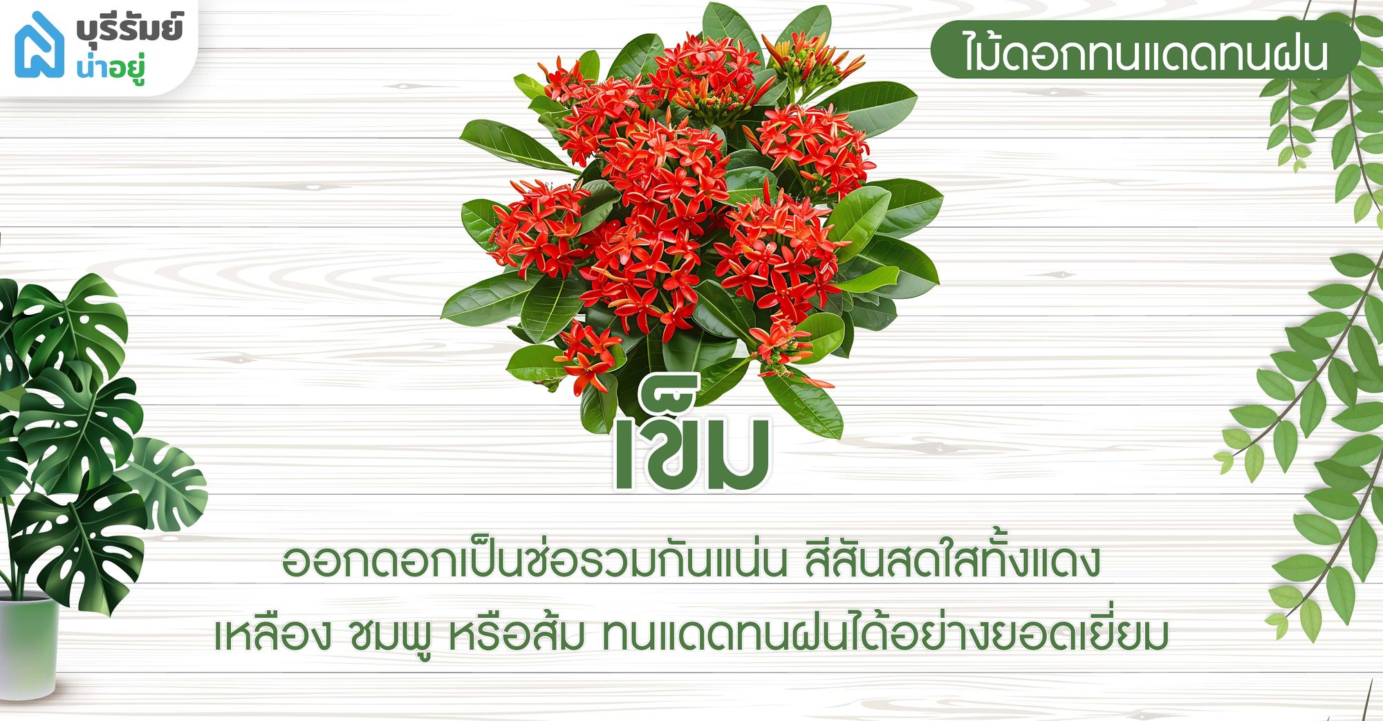 ดอกเข็ม