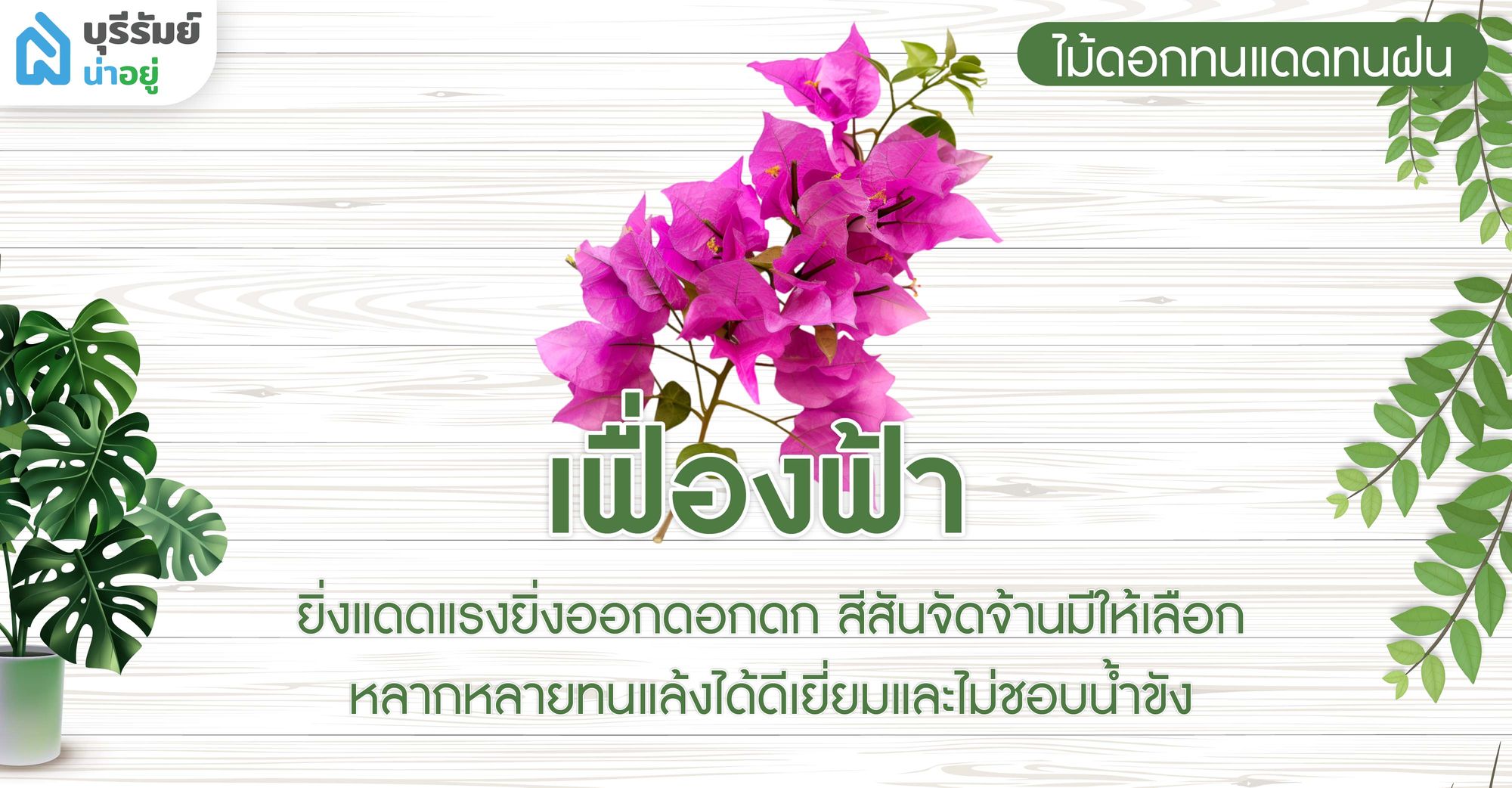 เฟื่องฟ้า