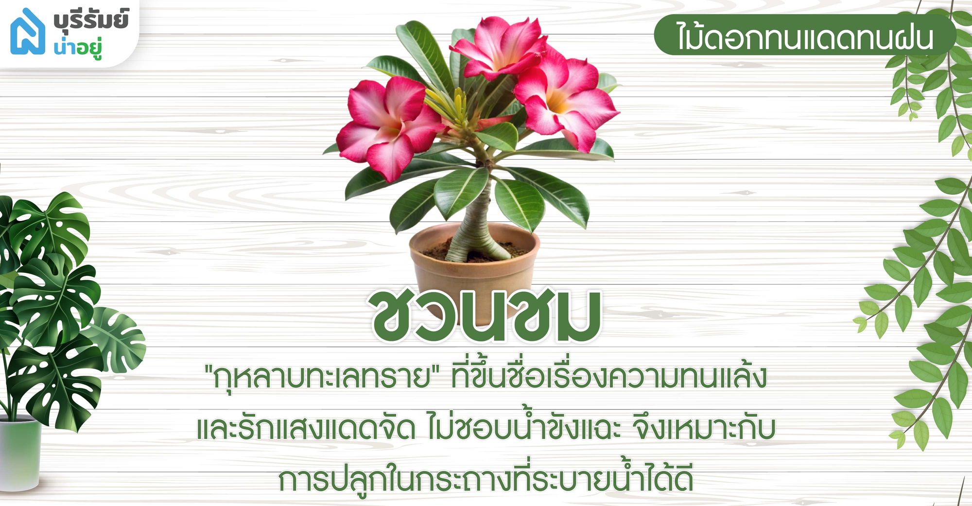 ชวนชม