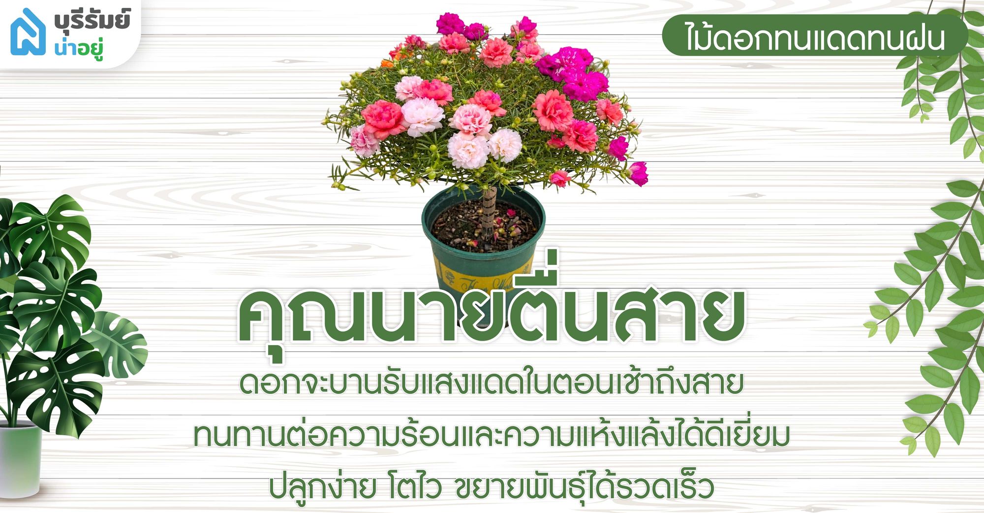 คุณนายตื่นสาย