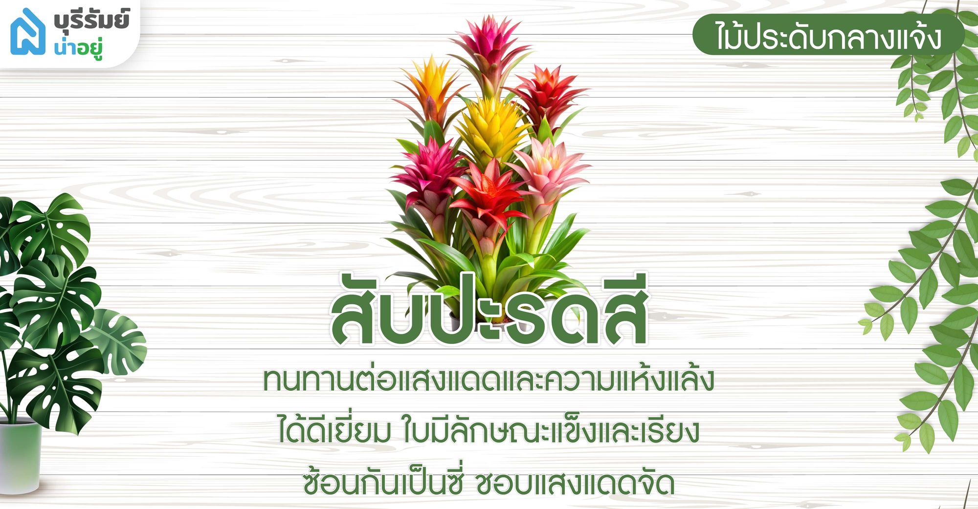 สับปะรดสี