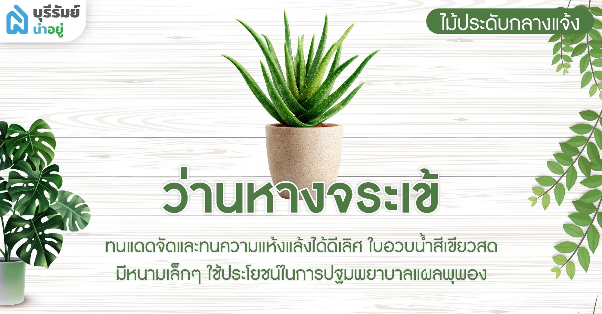 ว่านหางจระเข้