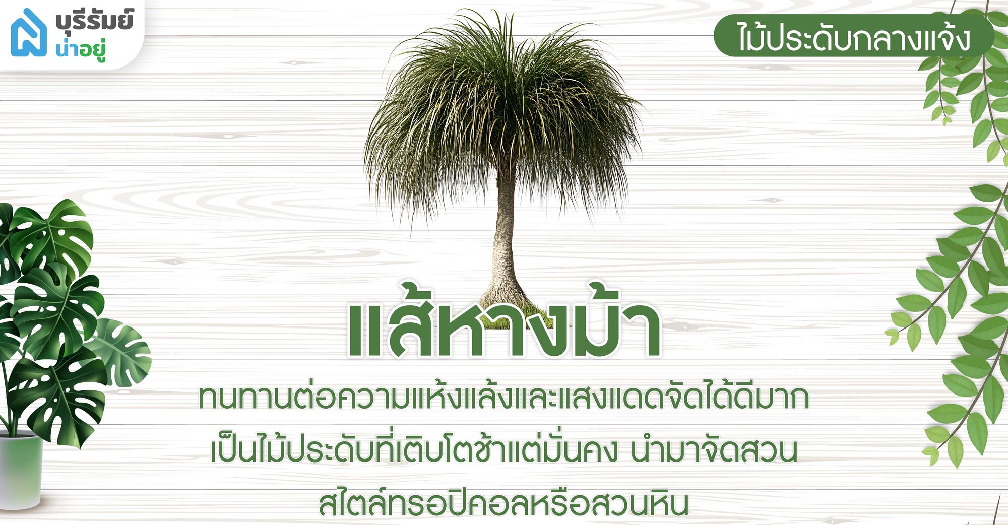 แส้หางม้า