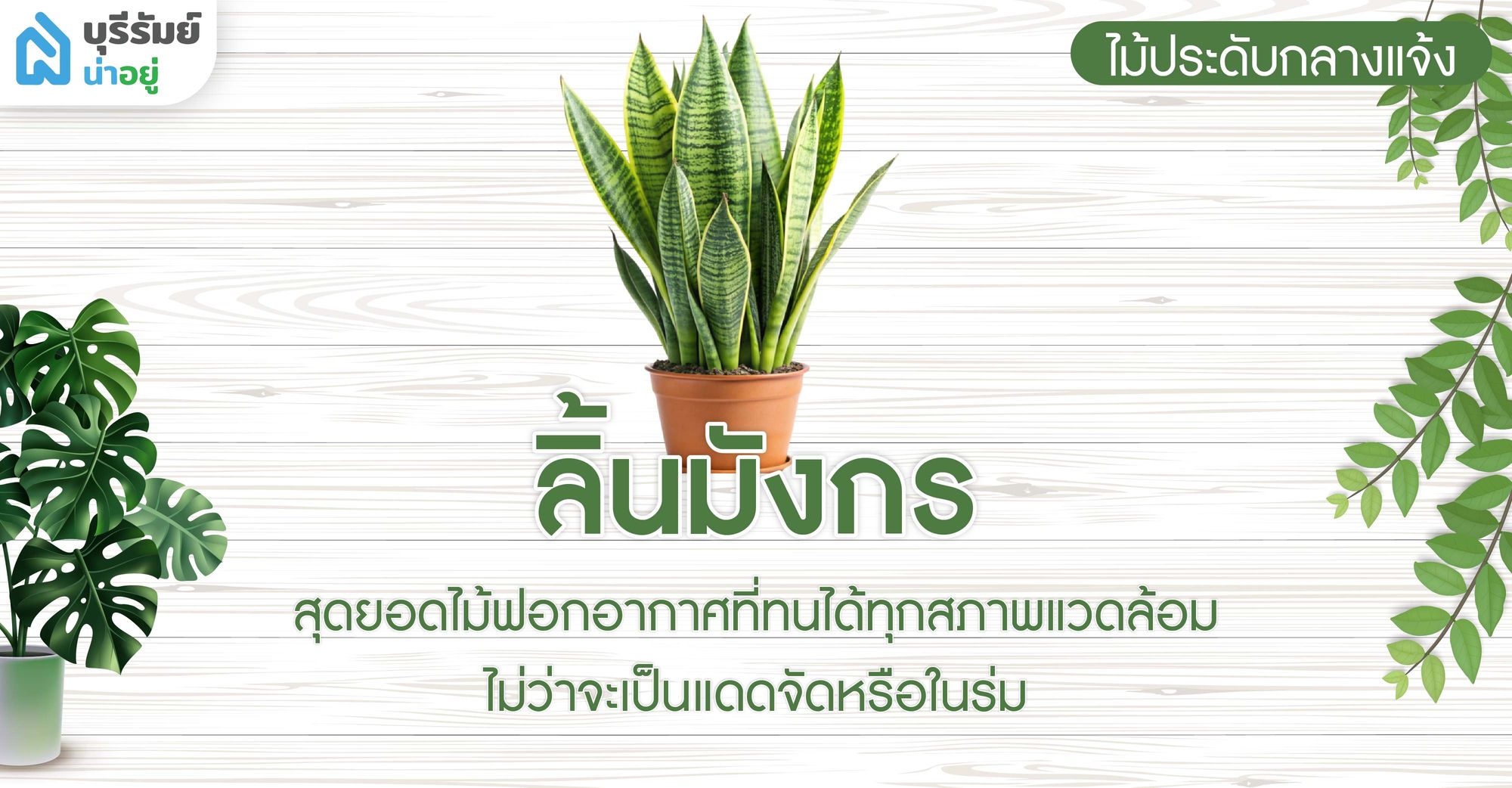 ลิ้นมังกร